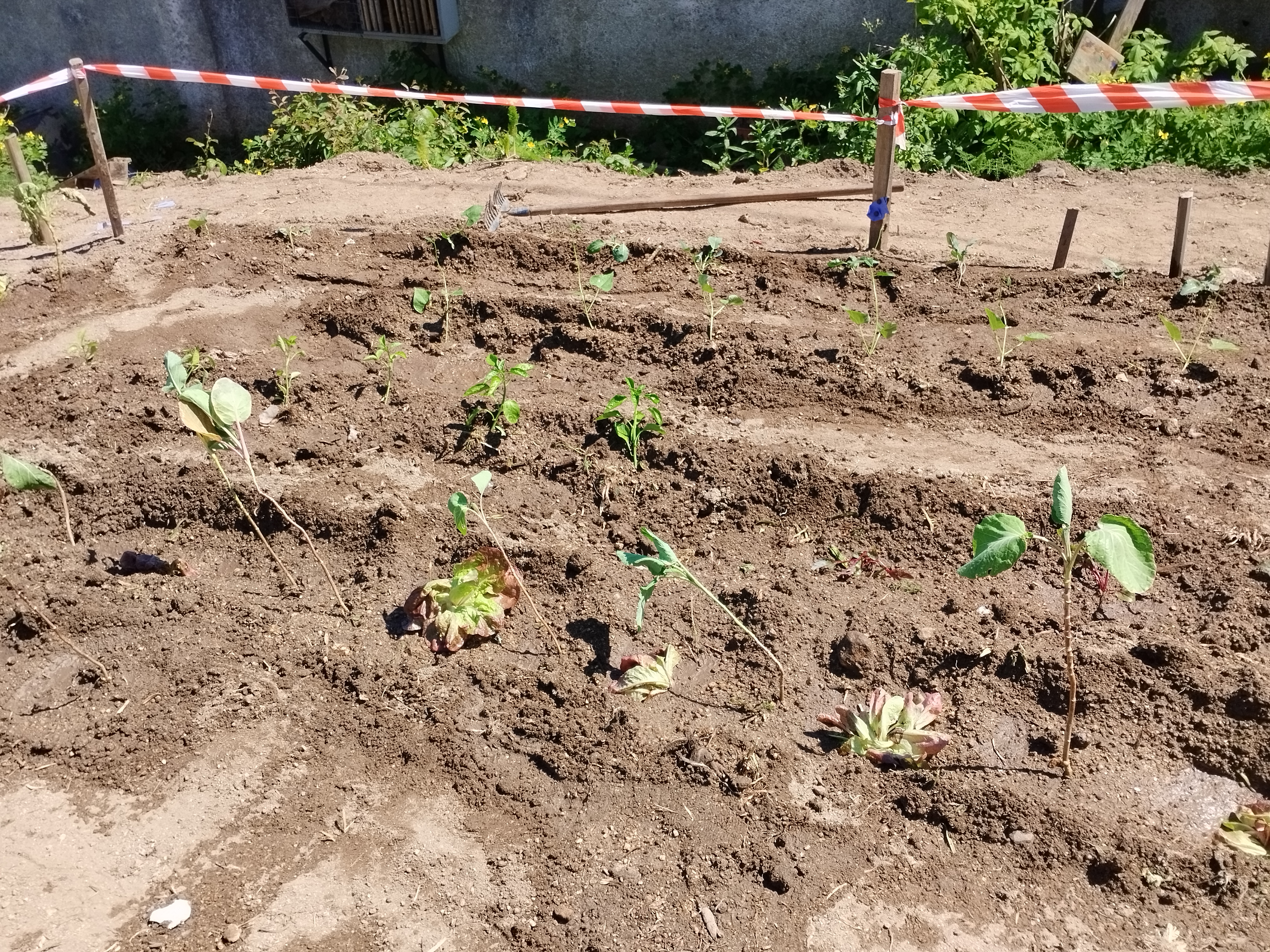 Plantação de hortícolas no talhão das turmas: 6RB