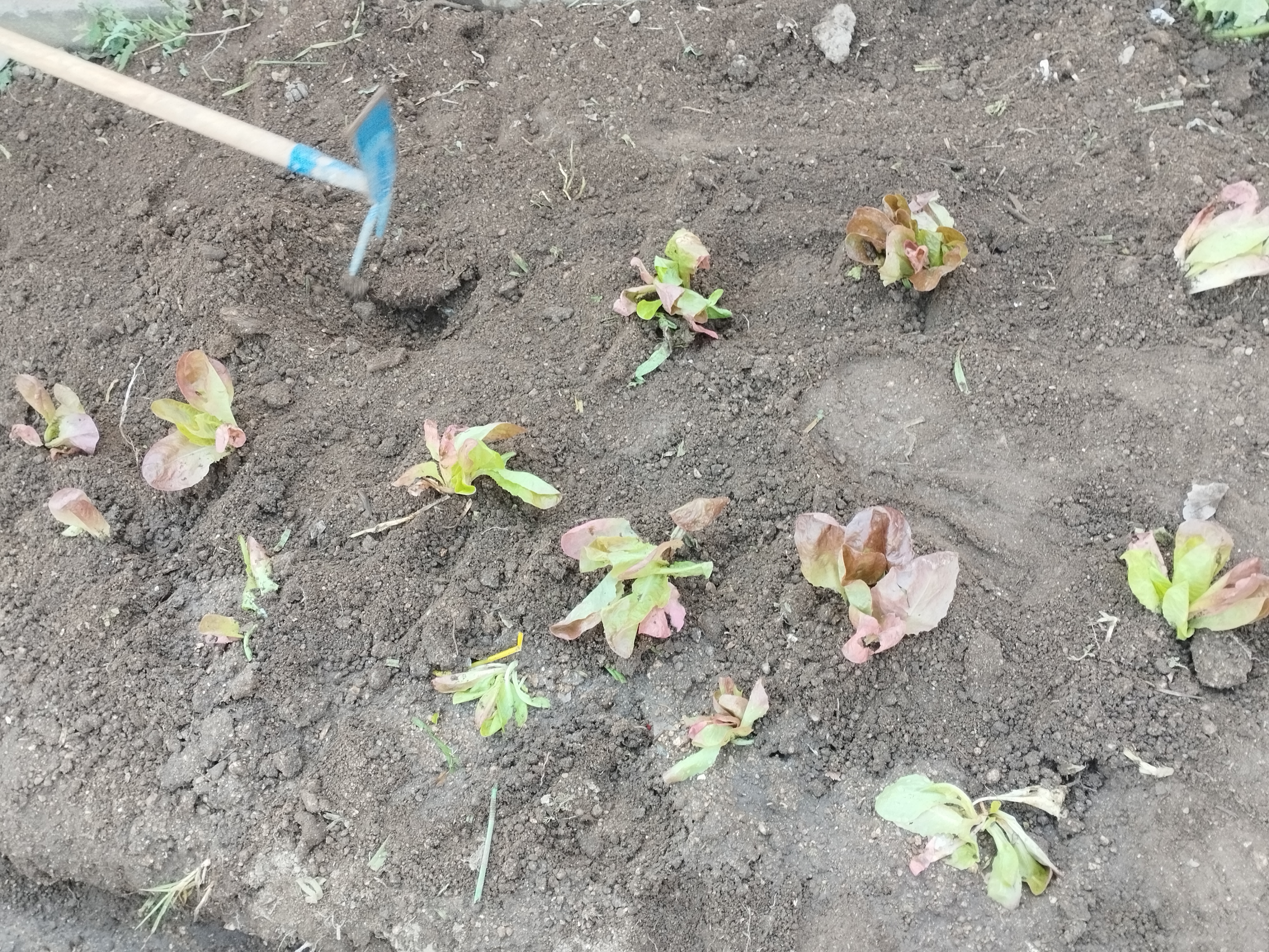 Plantação de hortícolas no talhão das turmas: 6RB