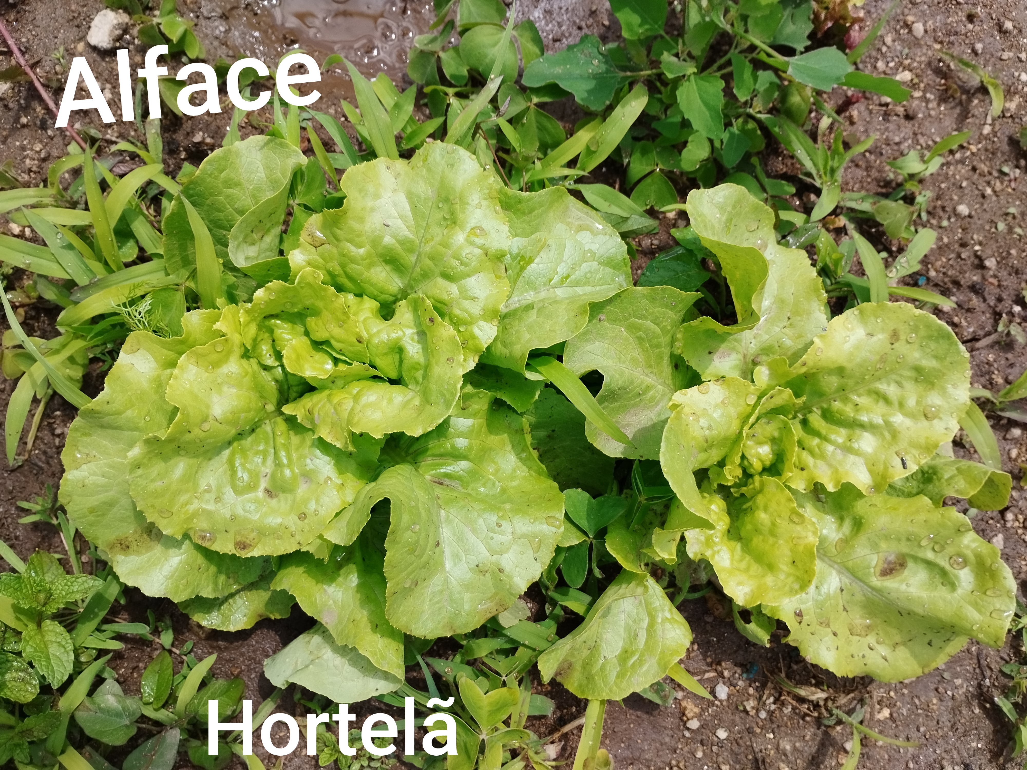 Plantação de hortícolas no talhão das turmas: 6RB