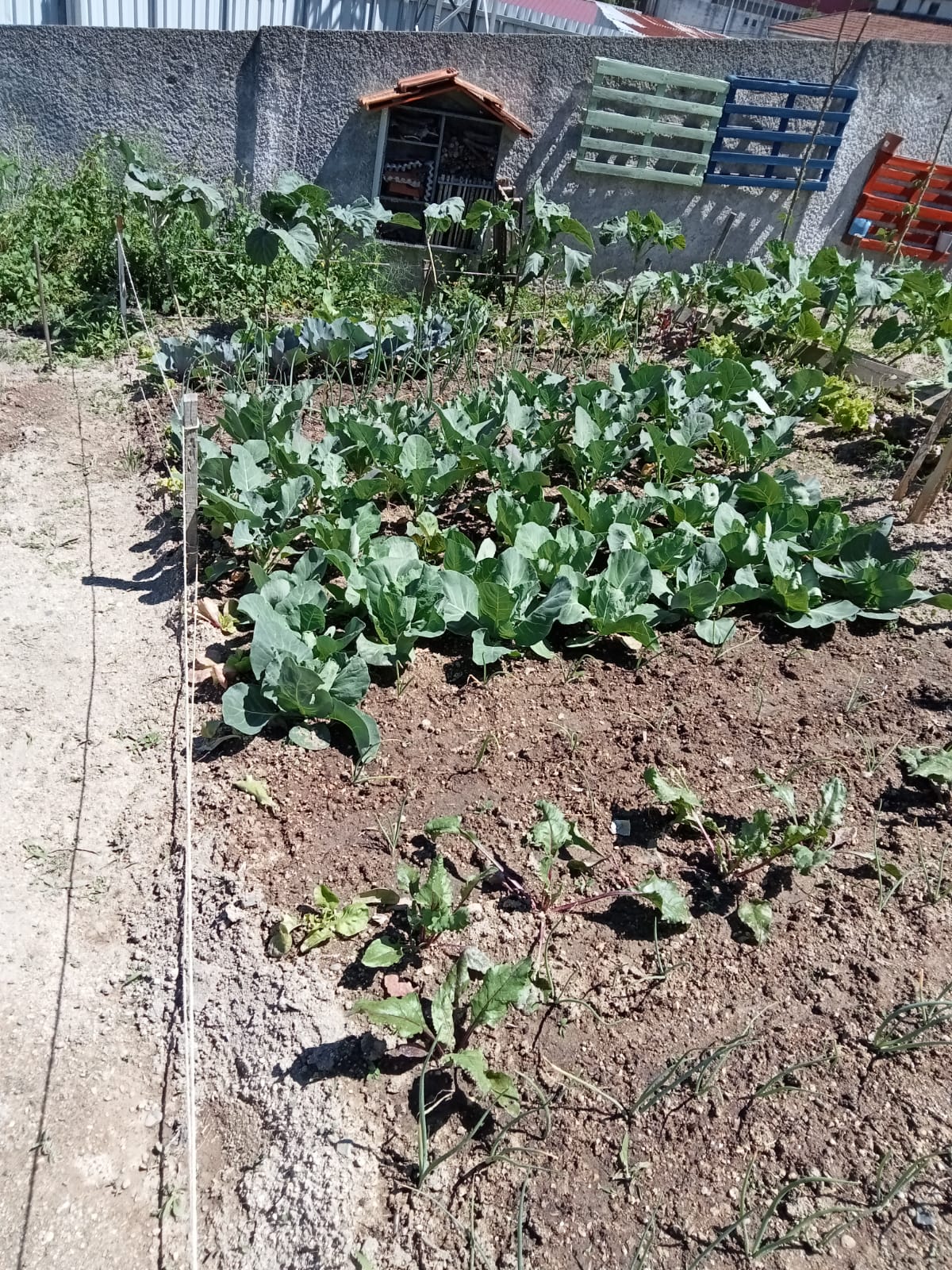 Plantação de hortícolas no talhão das turmas: 9RC