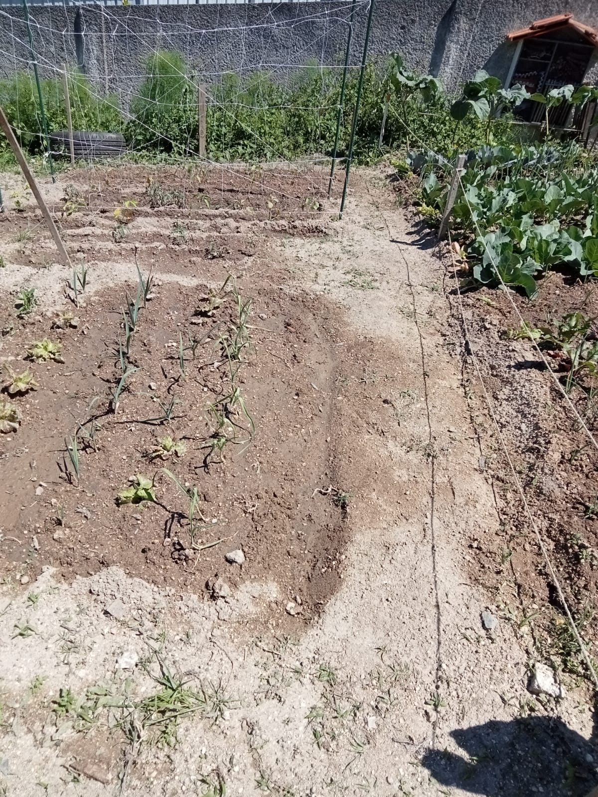 Plantação de hortícolas no talhão das turmas: 7RD