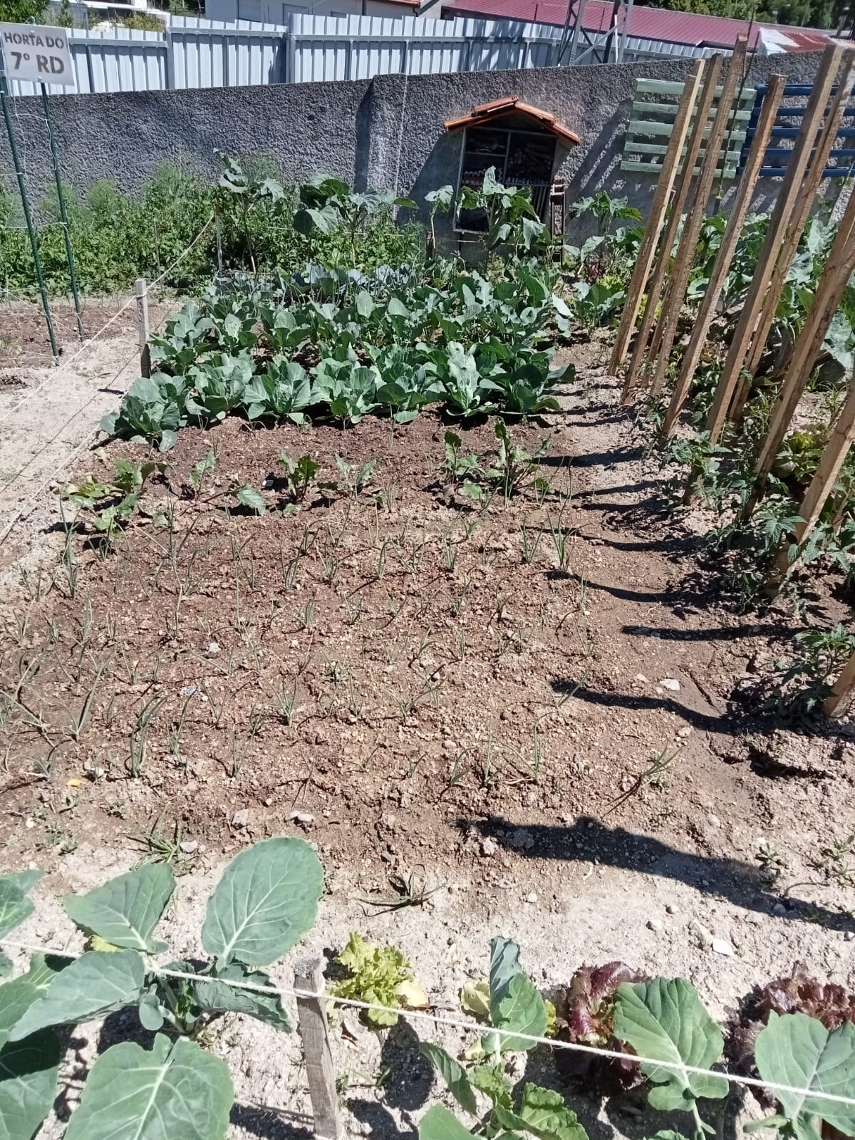 Plantação de hortícolas no talhão das turmas: 9RC
