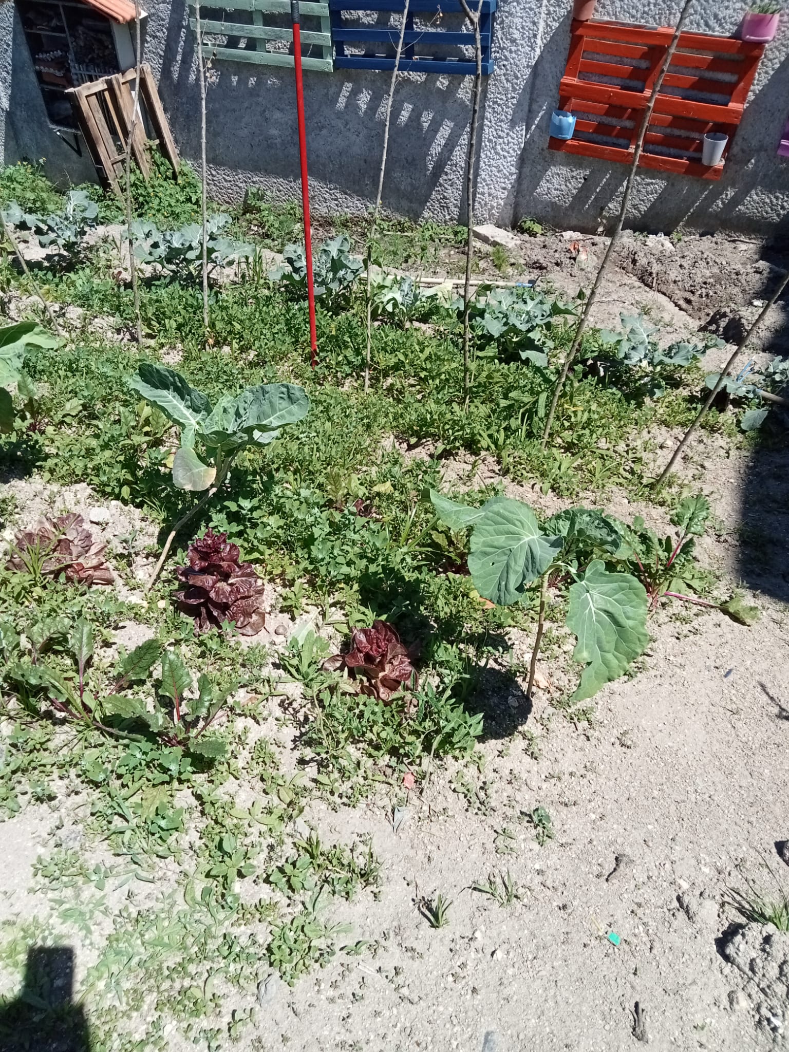 Plantação de hortícolas no talhão das turmas: 9RC