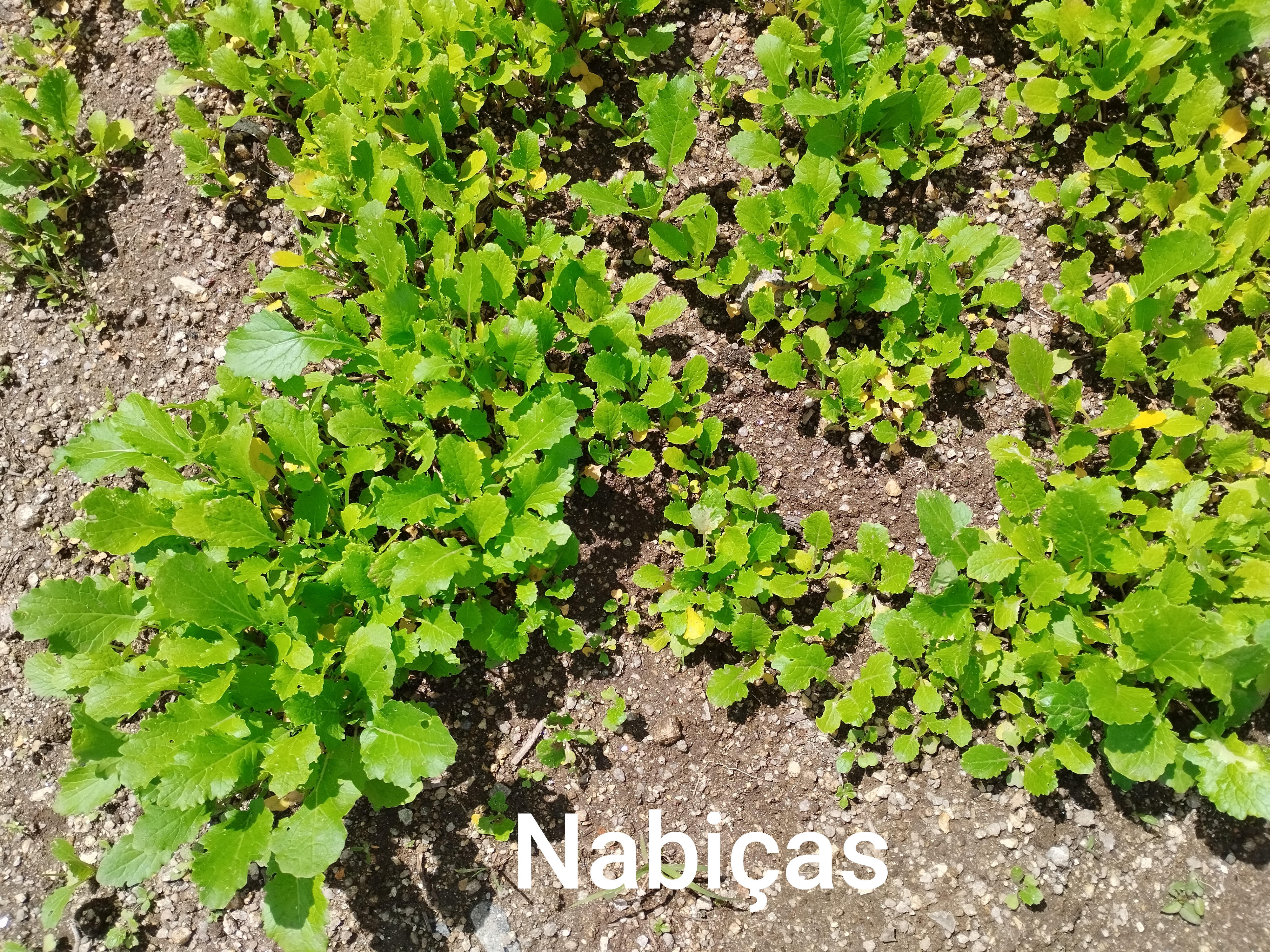 Plantação de hortícolas no talhão das turmas: 6RB