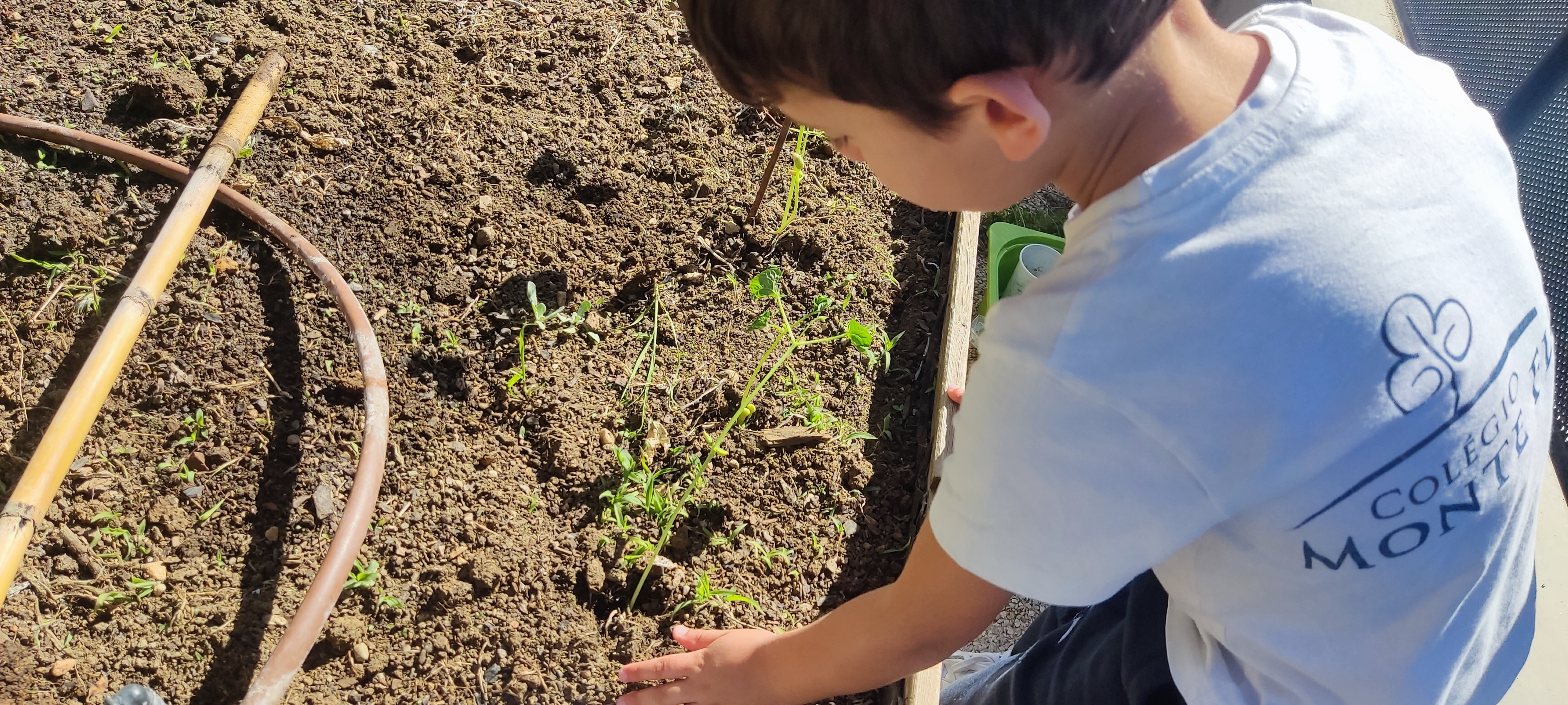 Aluno a verificar a terra, se necessita de água e se está limpa para que possam crescer os legumes cultivados.