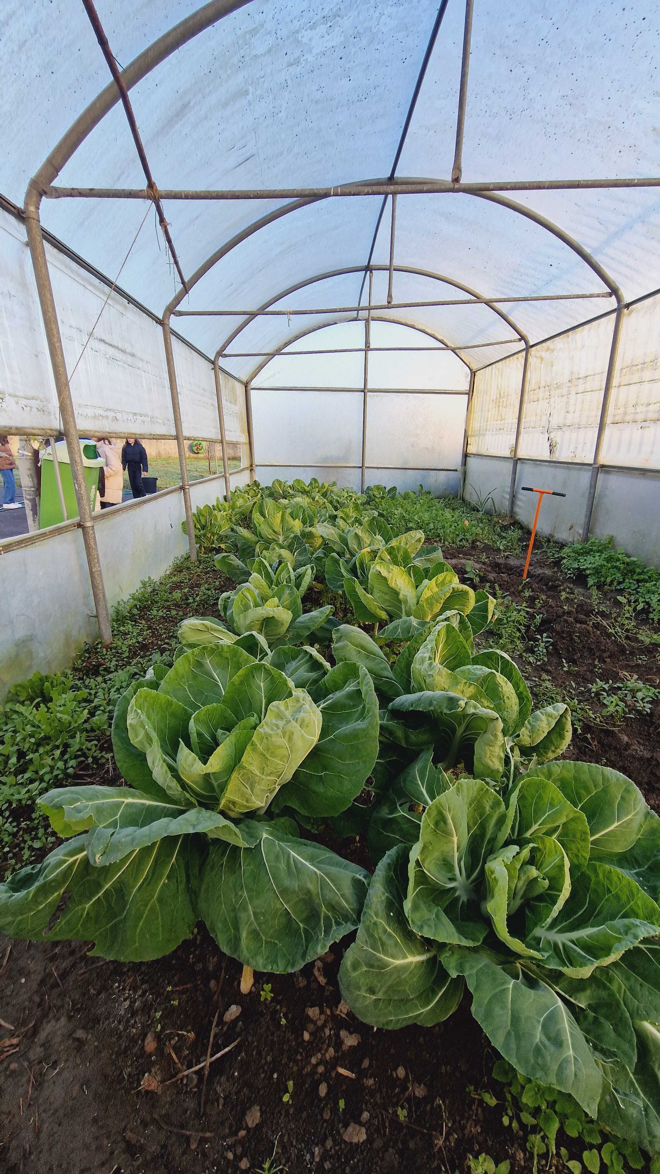 Plantação de couve penca