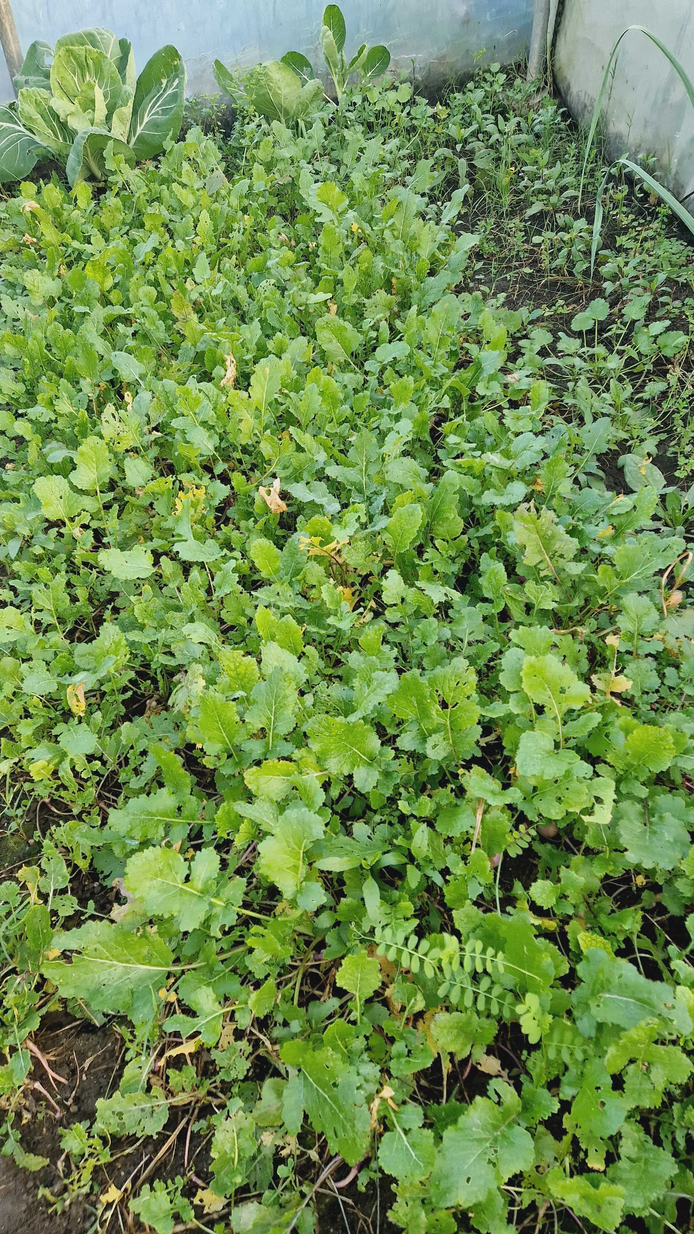 Plantação de nabiças