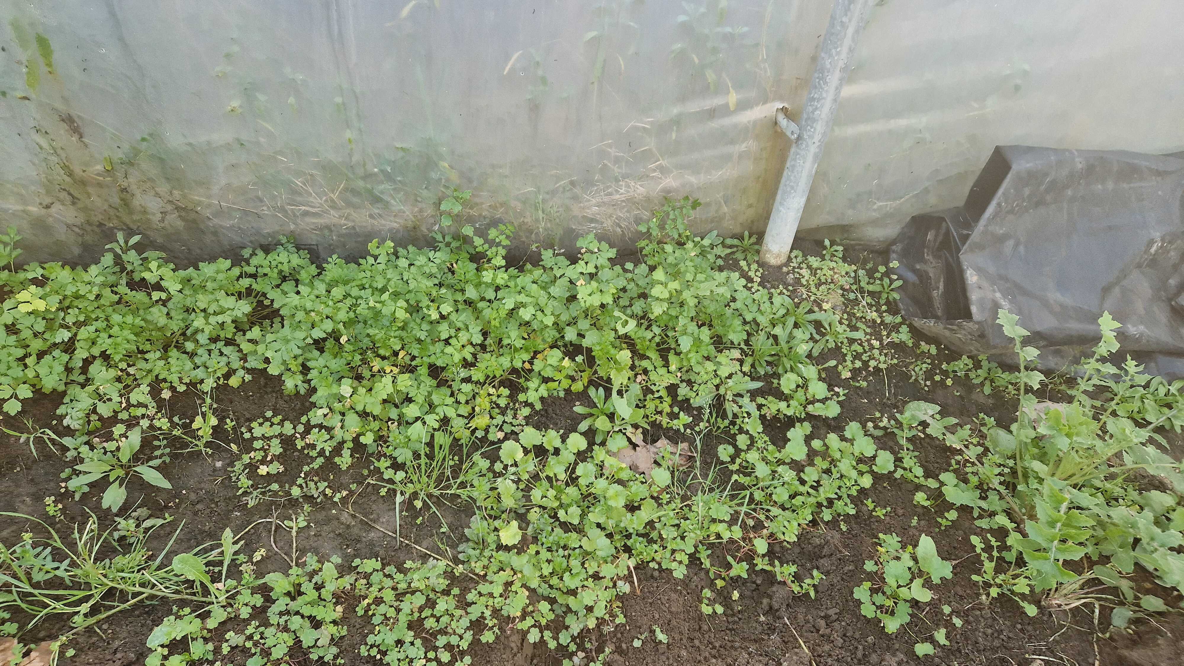 Plantação de salsa