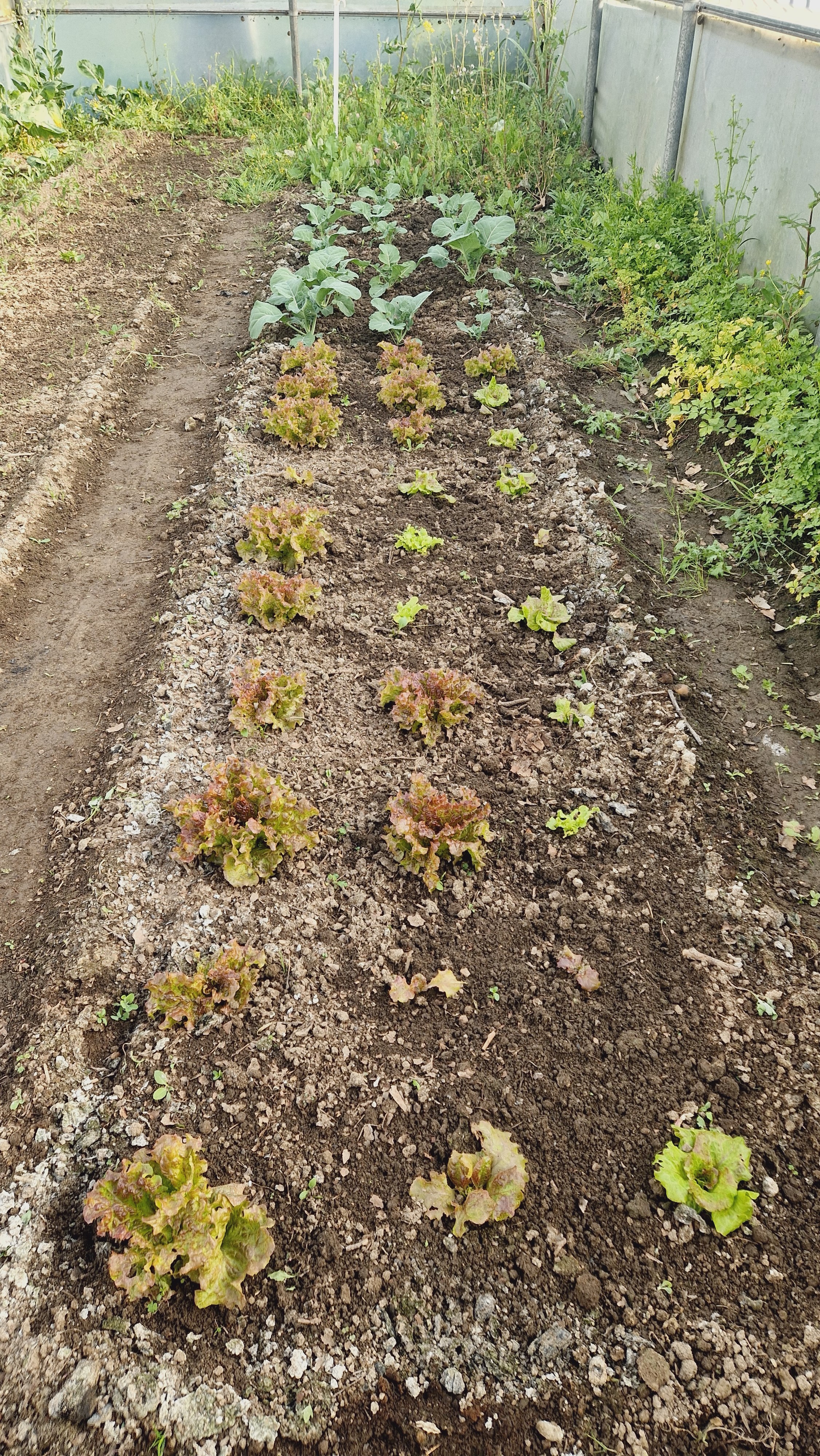 Plantação de alface
