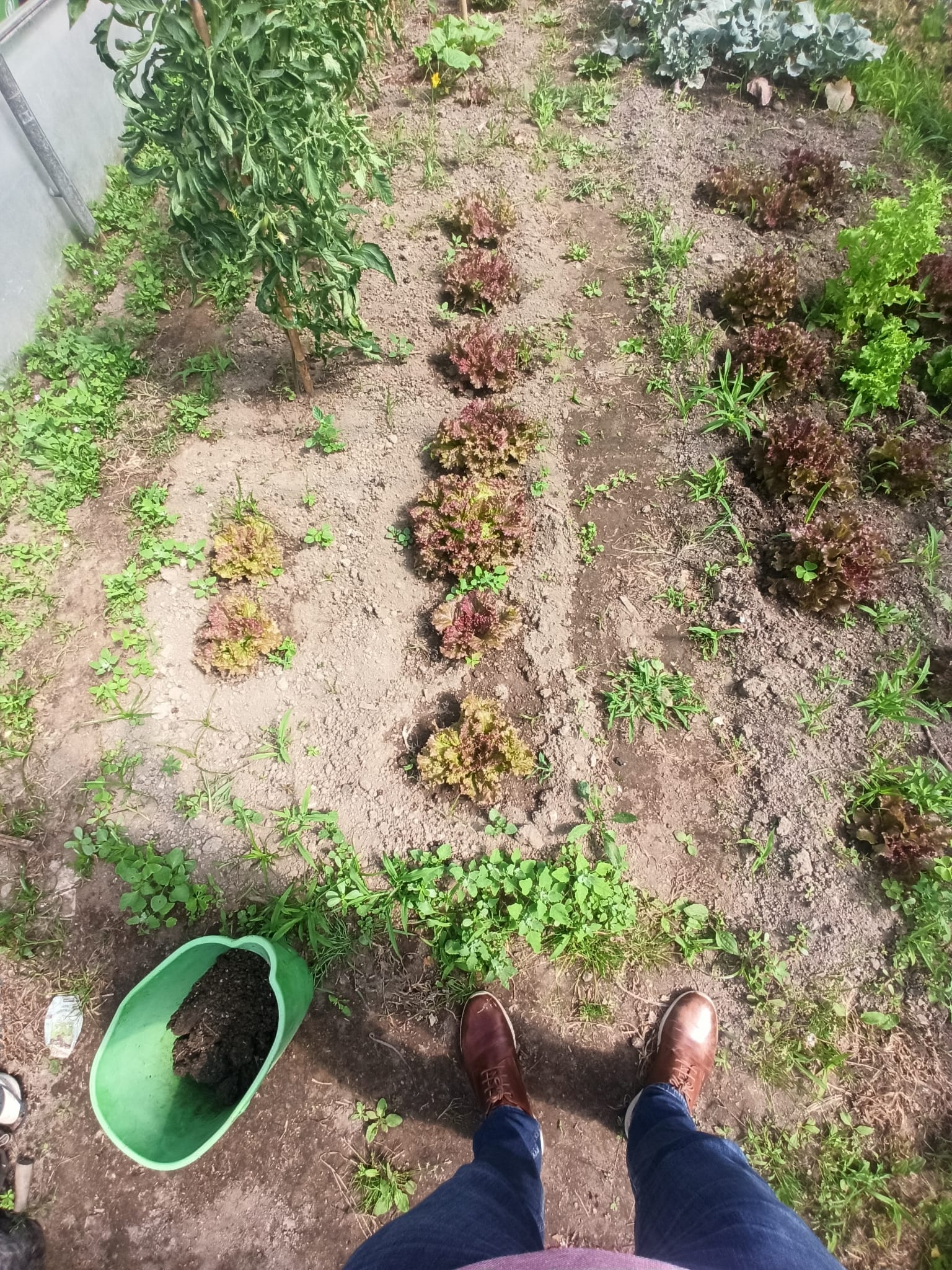 Plantação de alface