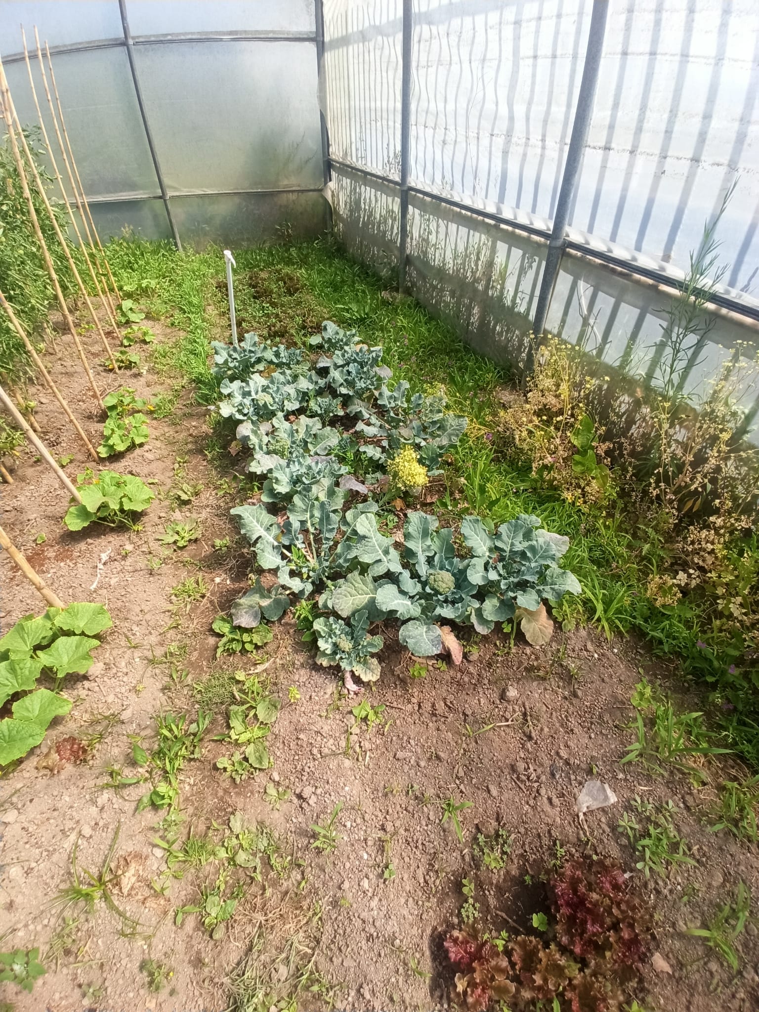 Plantação de bróculos