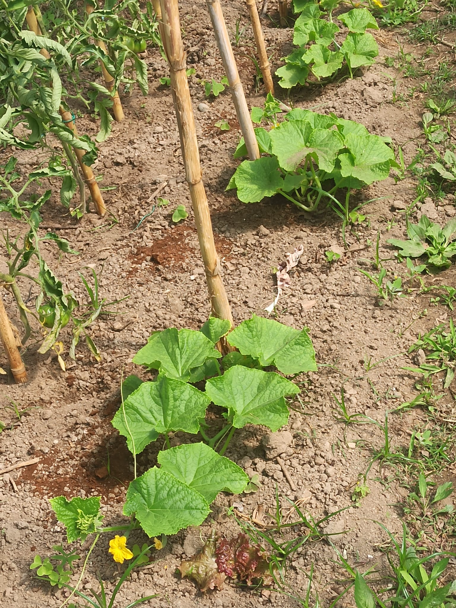 Plantação de pepinos