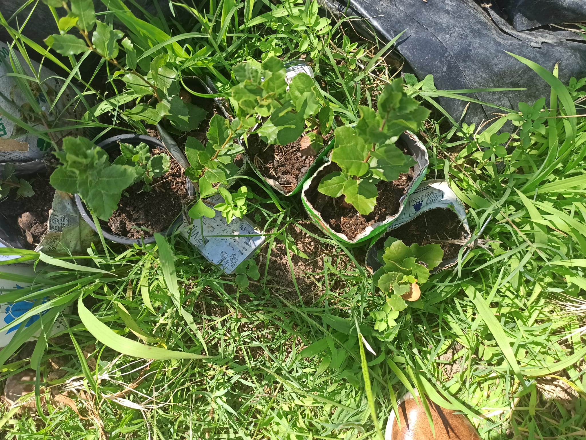 Plantação de sobreiros