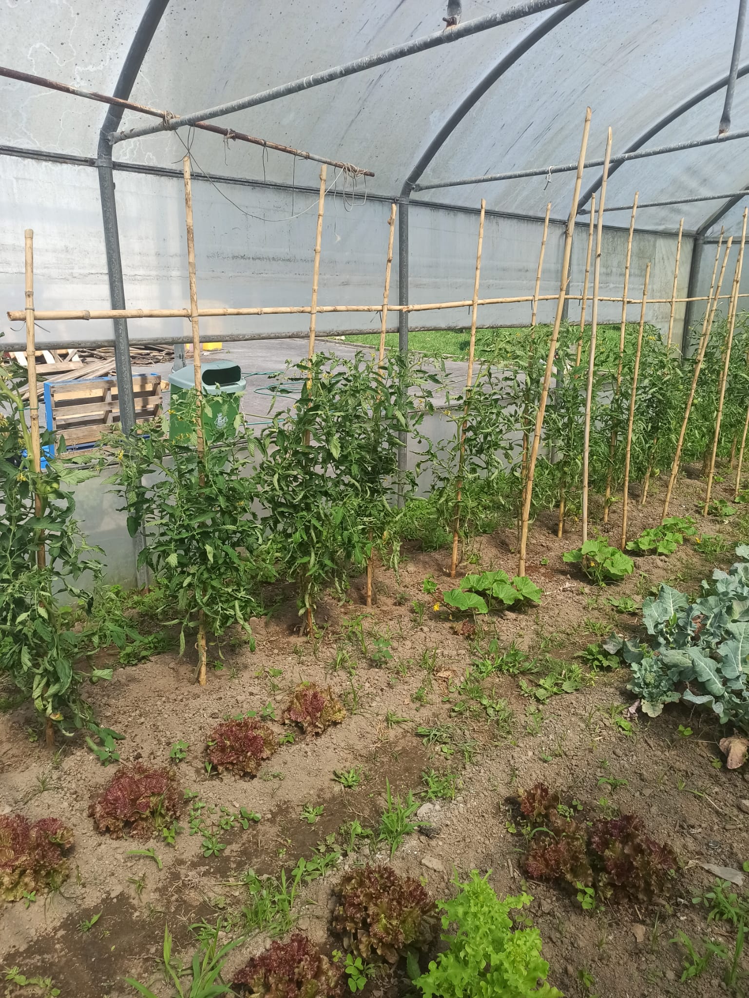 Plantação de tomates