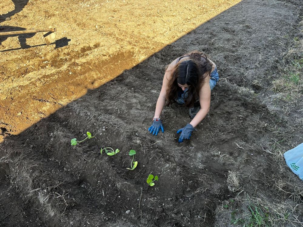 Plantação.