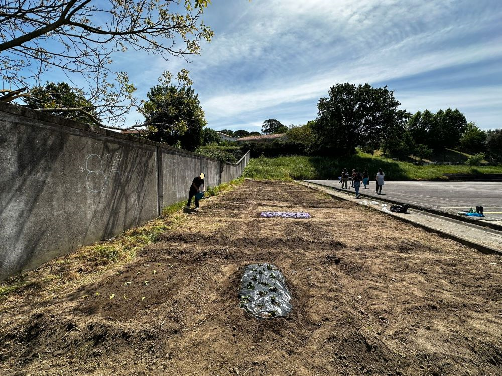 Plantação.
