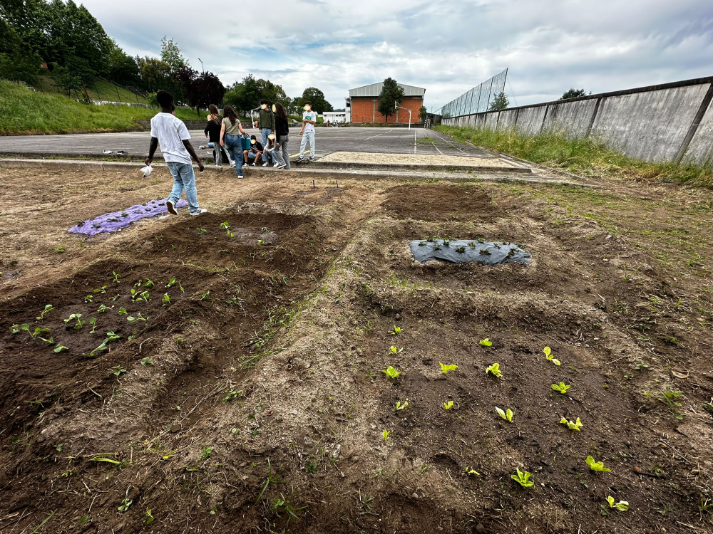 Plantação.