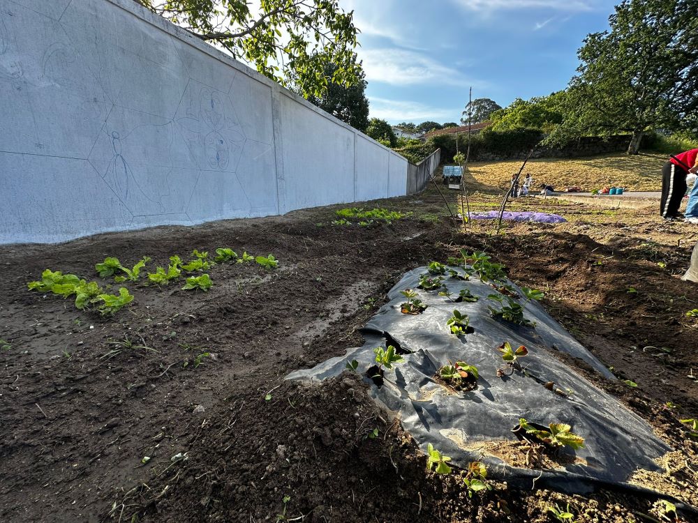 Desenvolvimento das plantas.