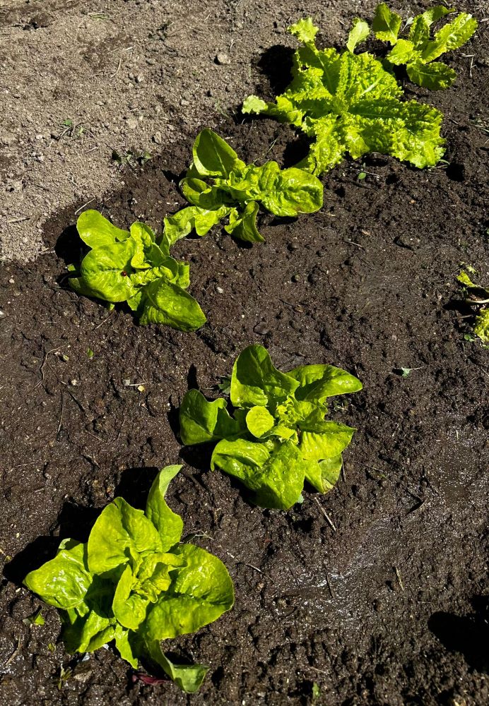 Desenvolvimento das plantas.