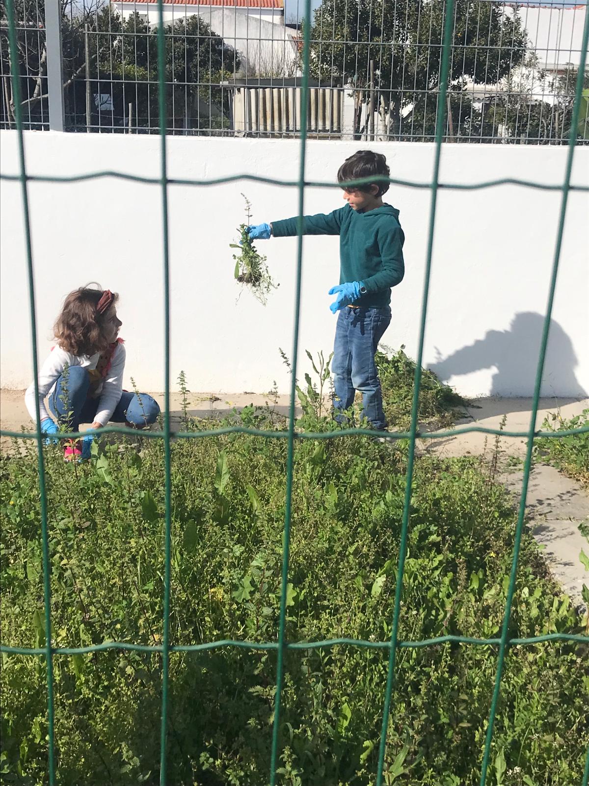 Arrancar as ervas - A turma CA2B, os alunos iniciaram o trabalho arrancando as ervas manualmente.