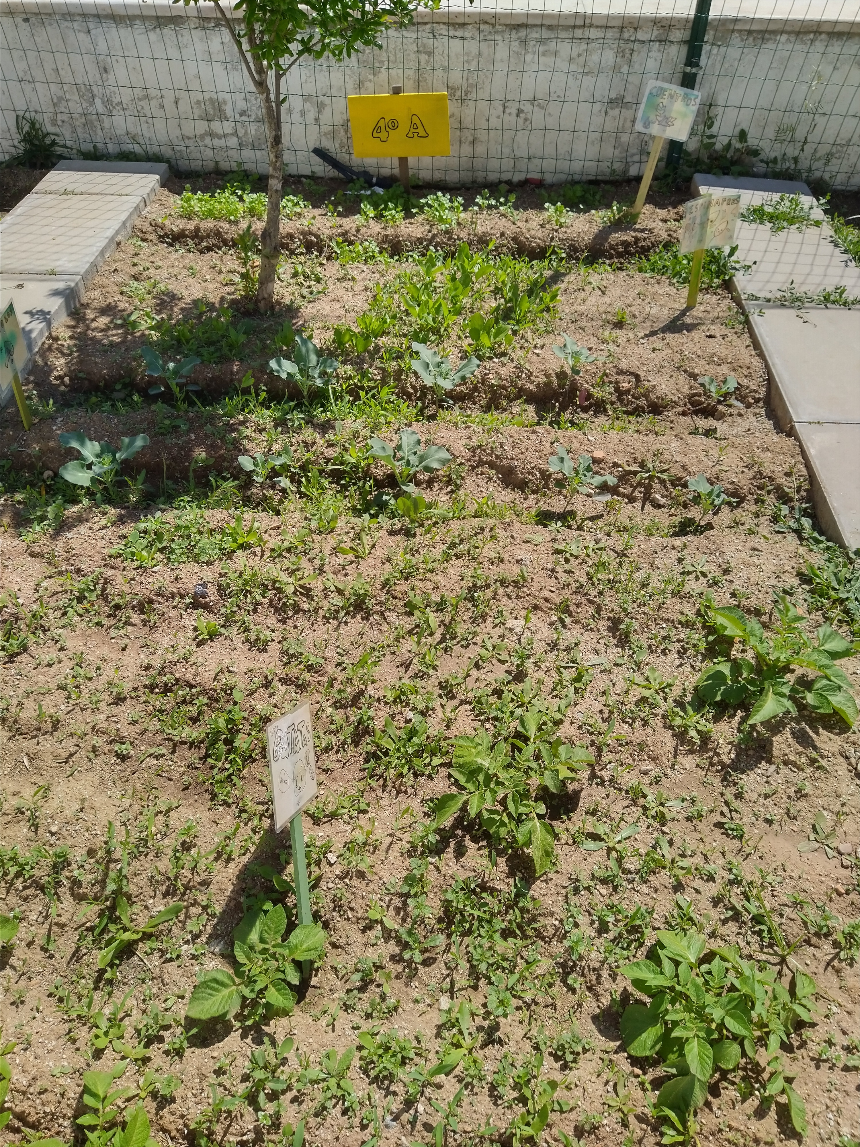 O crescimento das plantas - Os legumes semeados, cresceram e começaram a sair da terra, mostrando as suas folhas...