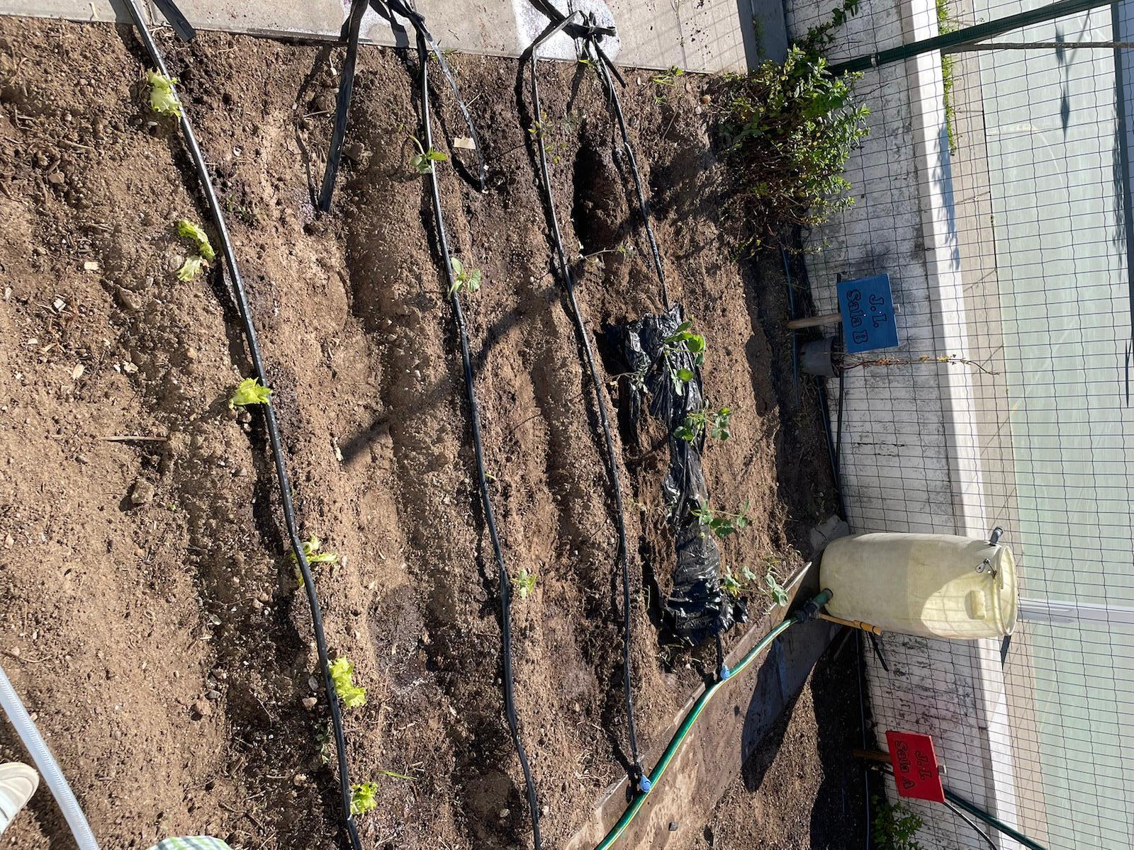 A rega - Todas as plantas para crescerem necessitam de água. Na nossa escola são regadas com o sistema de rega gota - a - gota. 
A água utilizada é a água da chuva que aproveitamos durante o inverno.