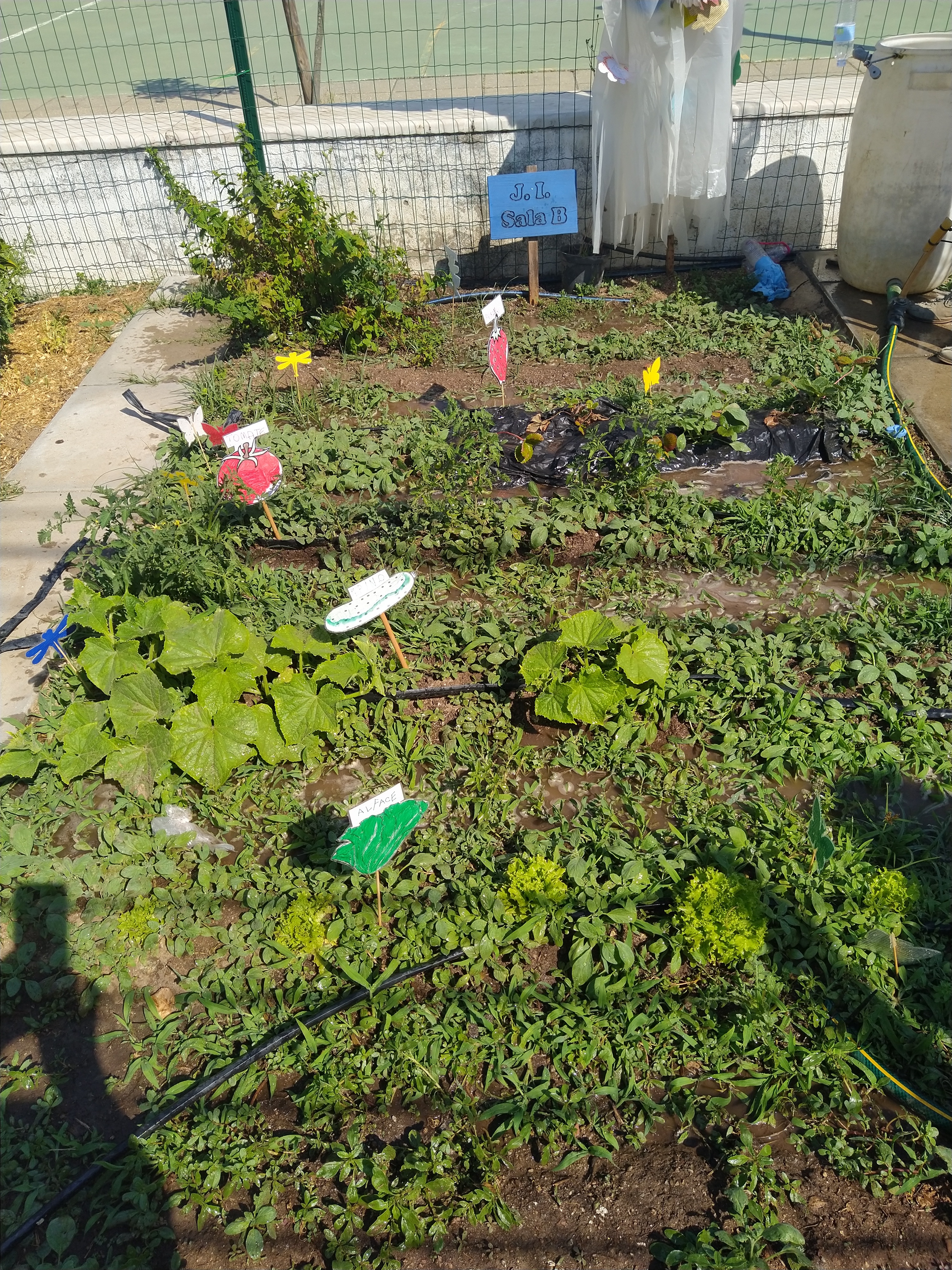 As abóboras - Como os legumes da horta dos pequeninos ´são bem regados!