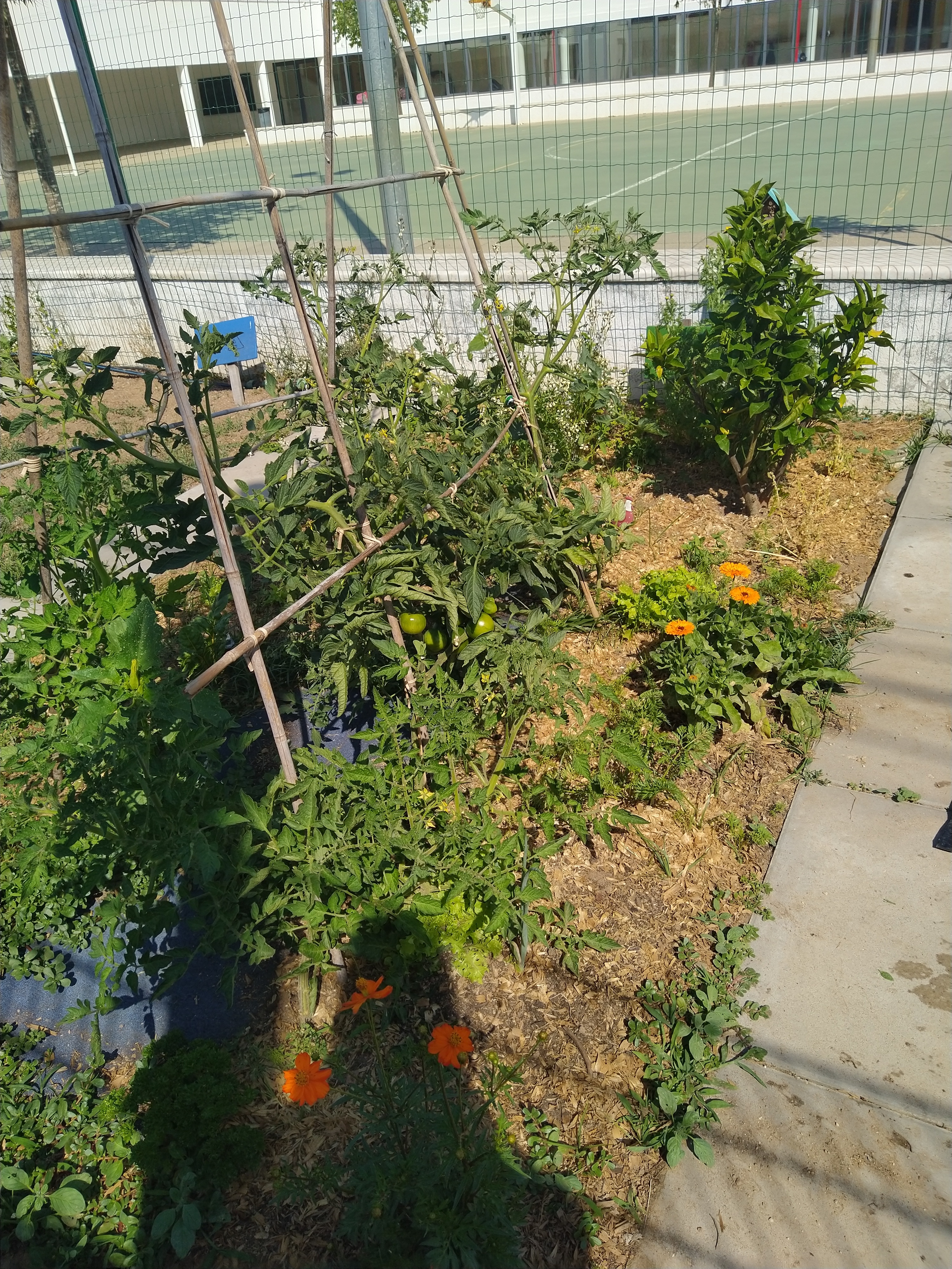Os tomates - Já falta pouco tempo para comermos os tomates da horta na salada.