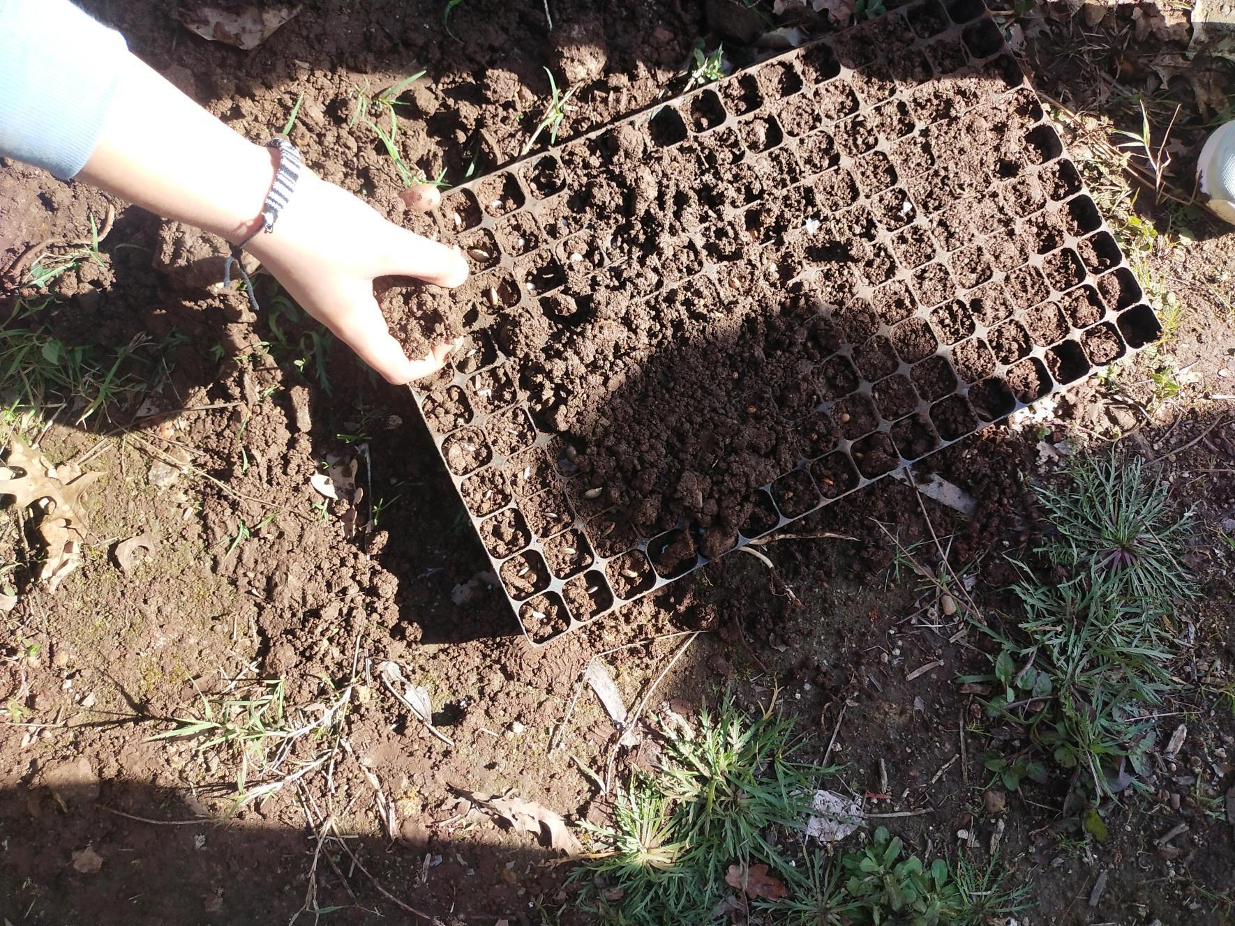 5-	EBSCC Horta Bio (Estufa) – Colocação de terra por cima das sementes.