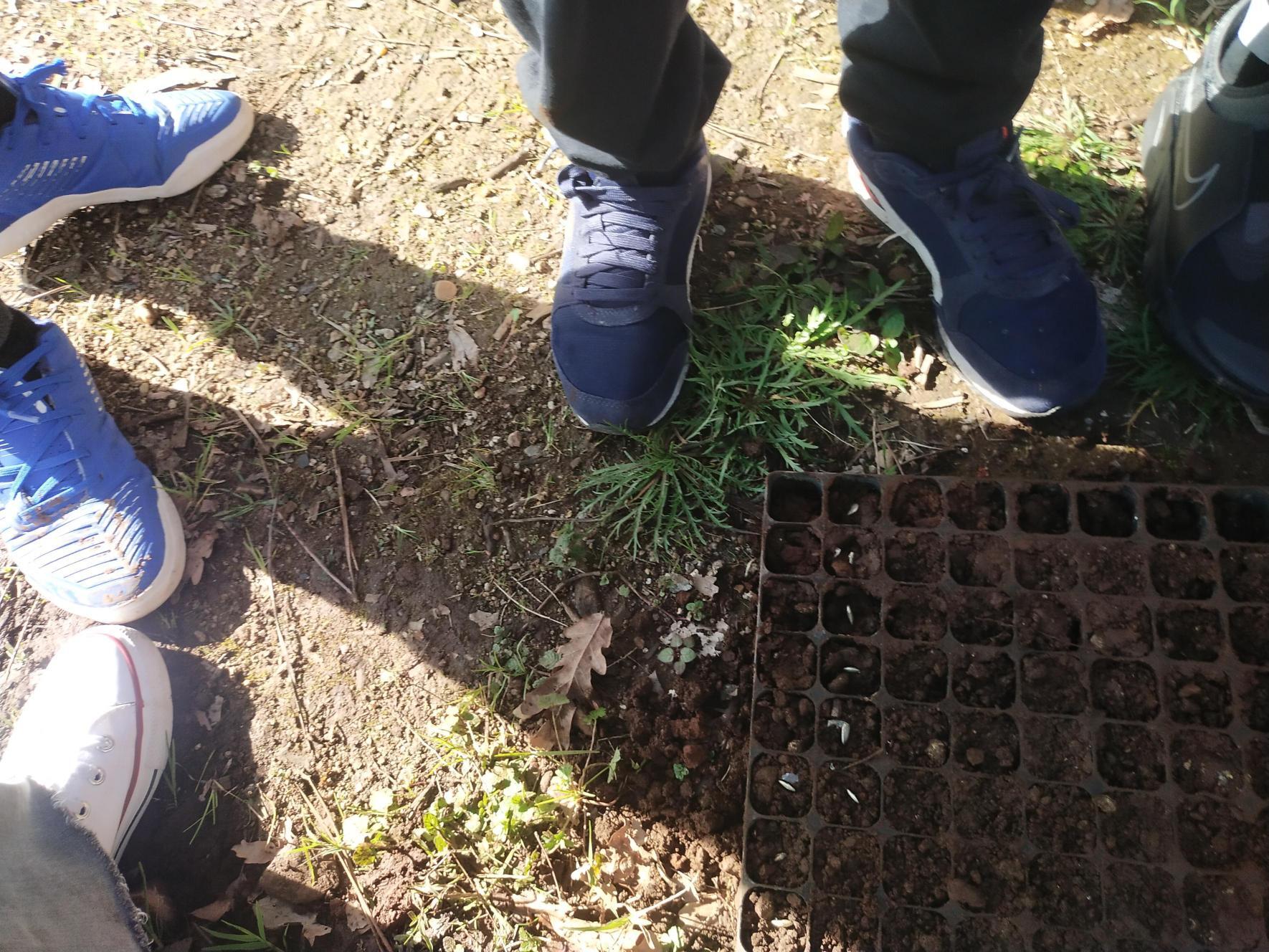3-	EBSCC Horta Bio (Estufa) – Sementeira de curgetes.