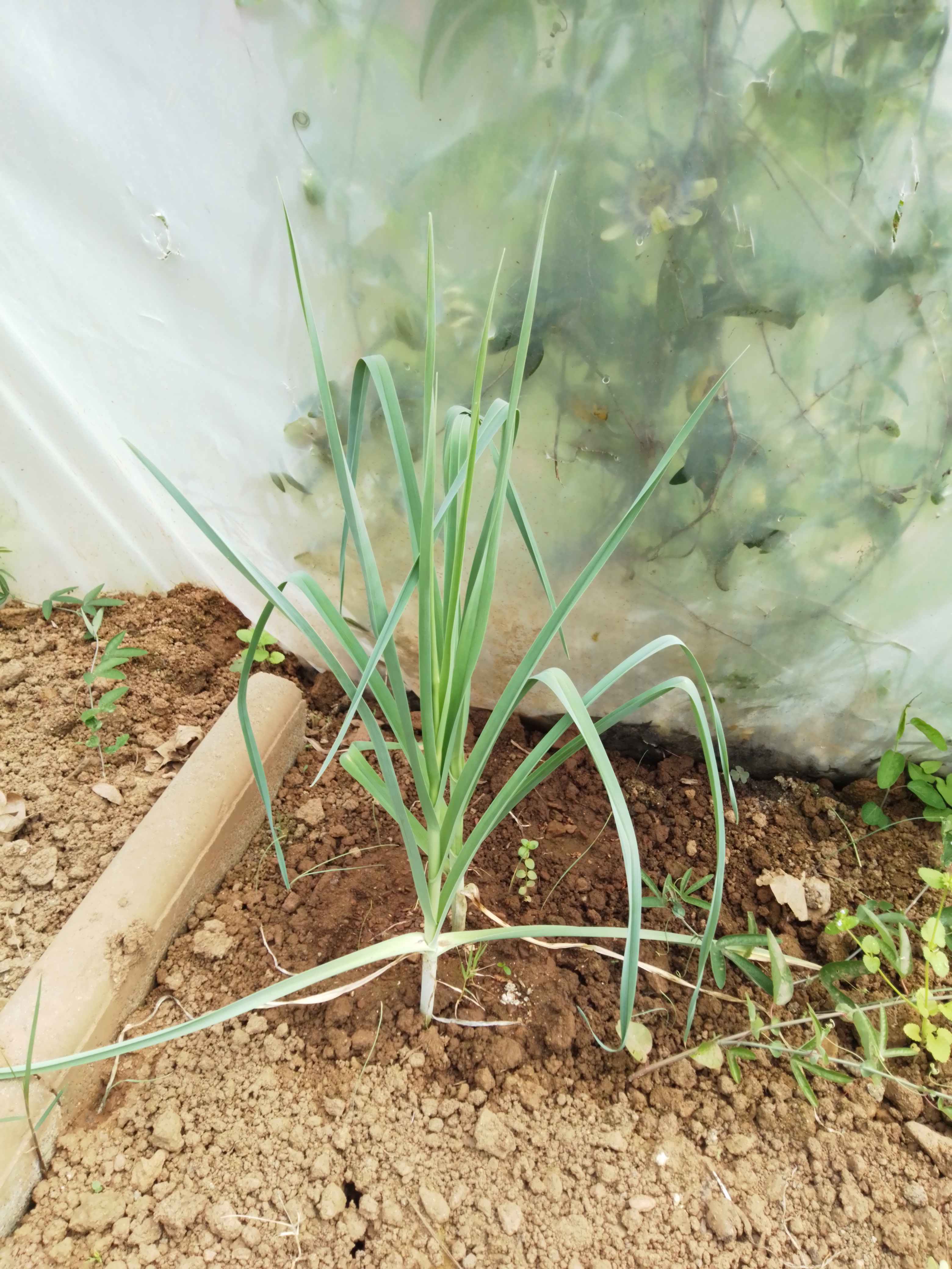 3-	EBSCC Horta Bio (Estufa) – Produção Alho Francês.