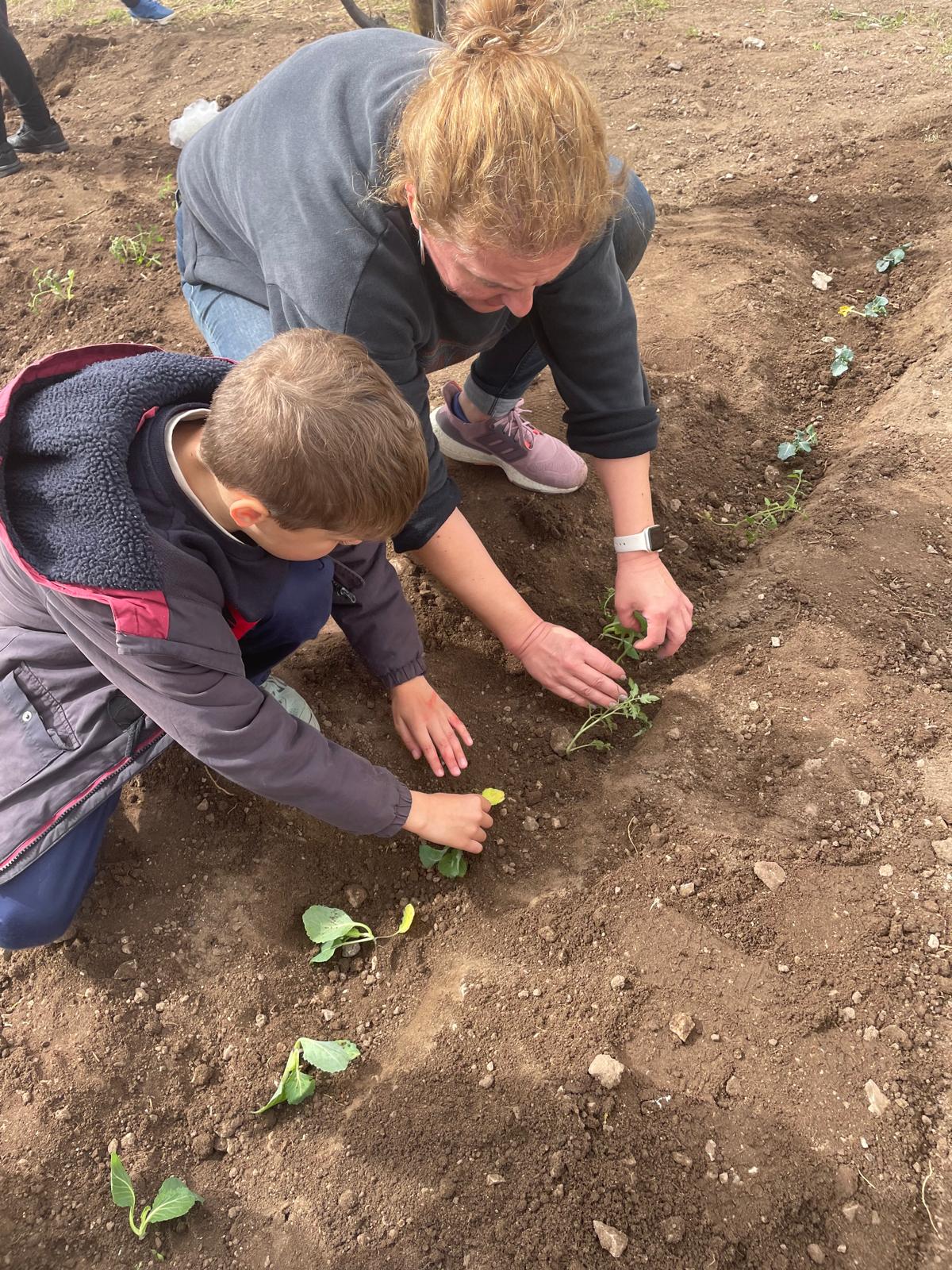 As turmas plantam vegetais