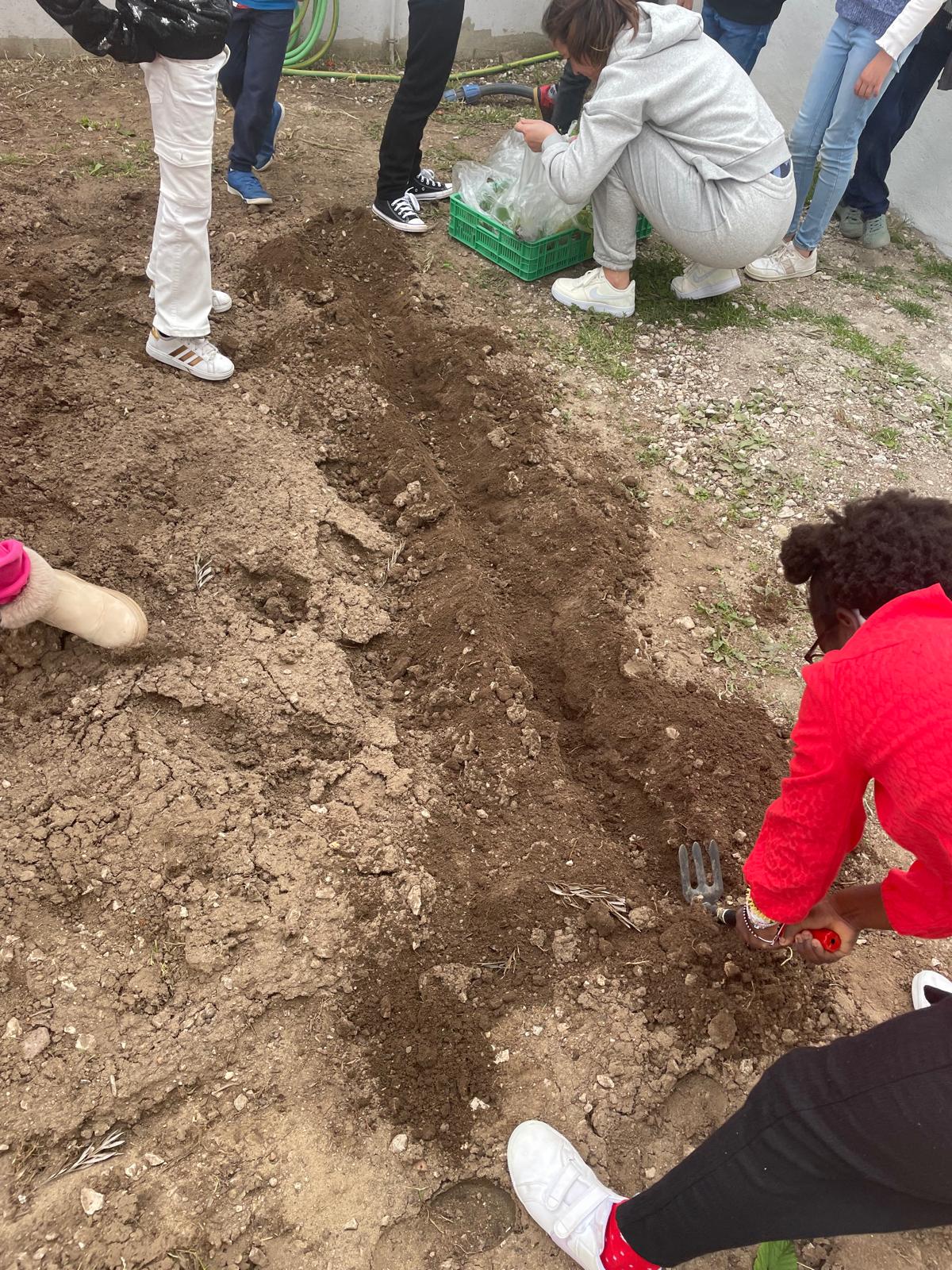 Responsabilizam-se as turmas pelas plantações e sementeiras