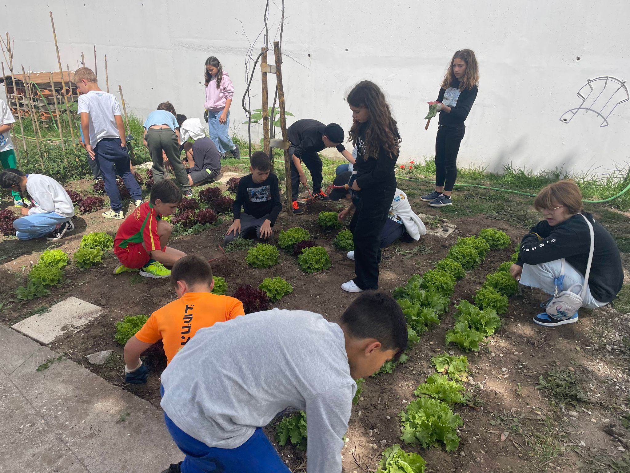 Os alunos continuam a tratar da horta