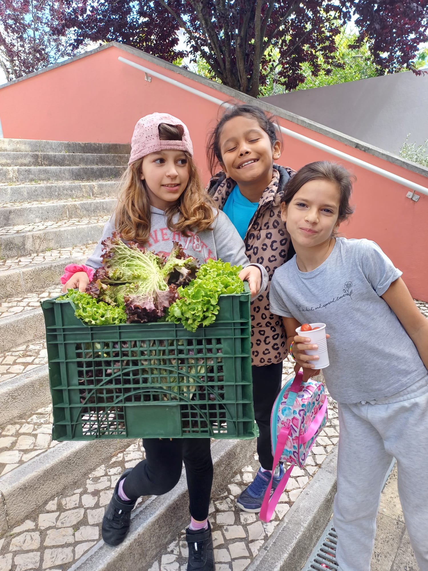 Recolha de alfaces da horta para venda ao portão, no final das aulas