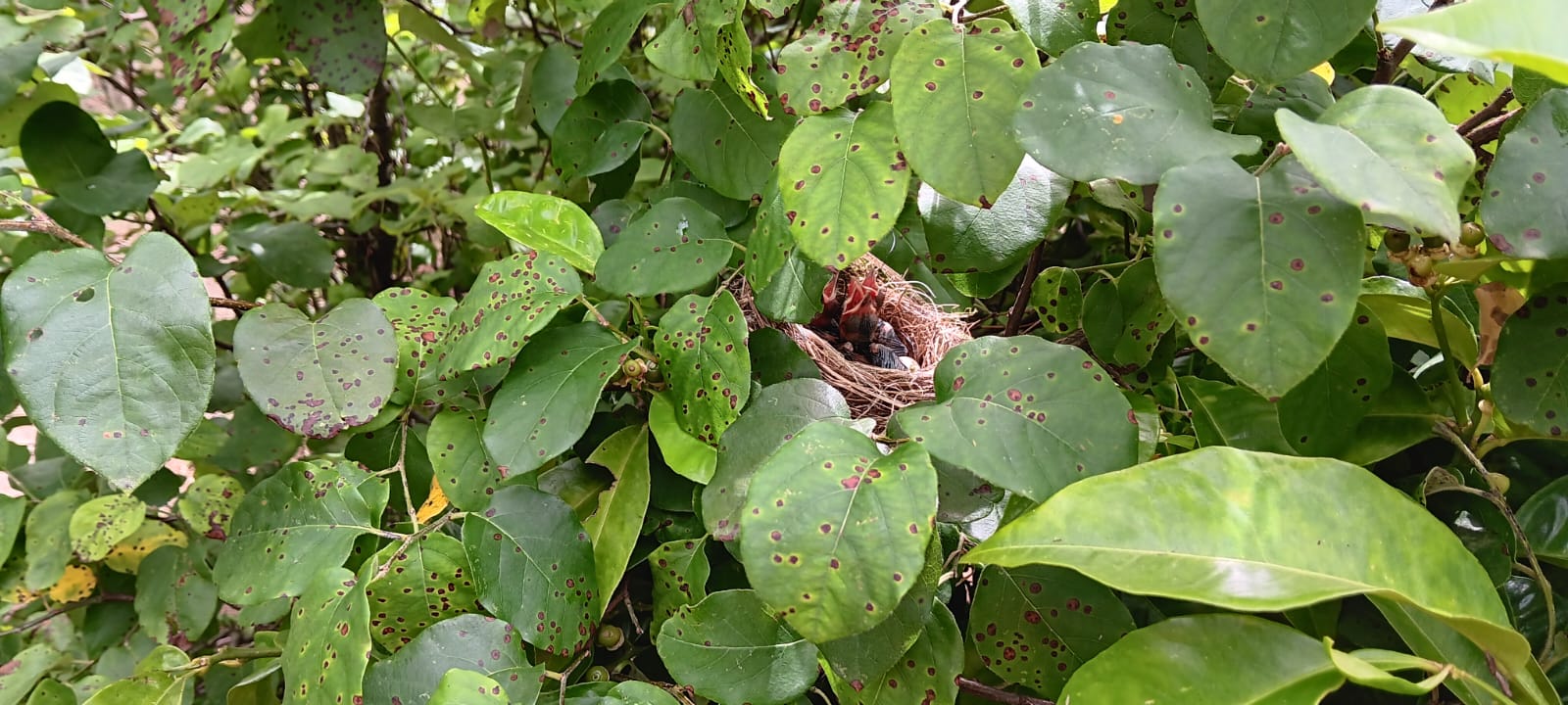 Habitantes do pomar nas imediações da horta