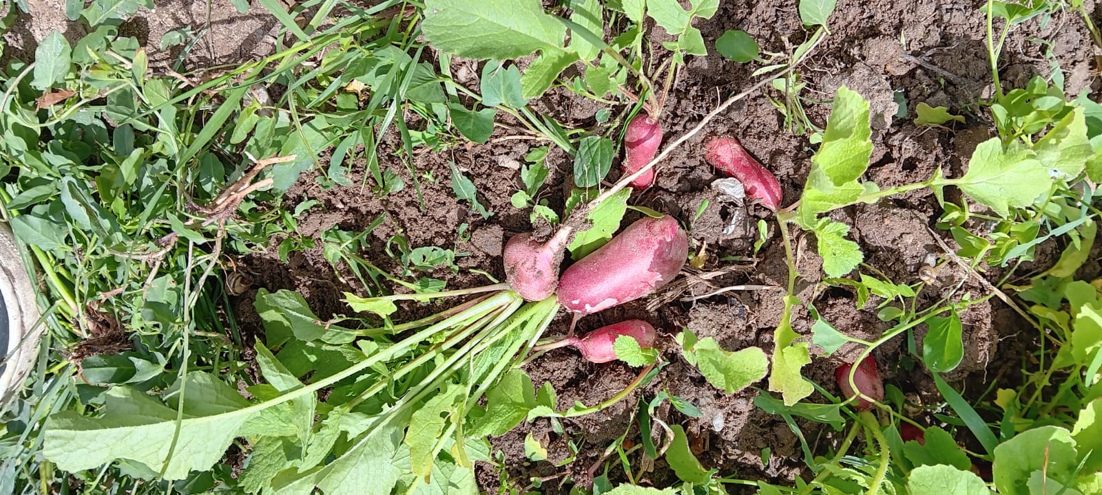 Primeira colheita de rabanetes