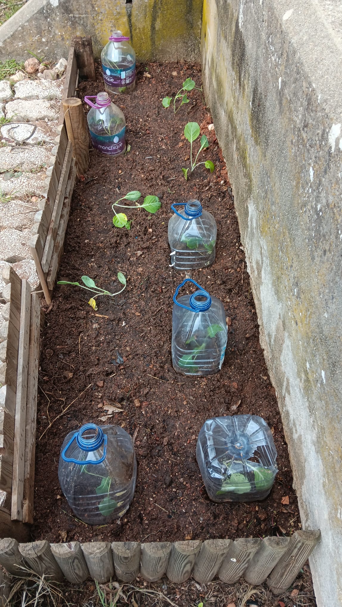 Plantação da couve portuguesa.