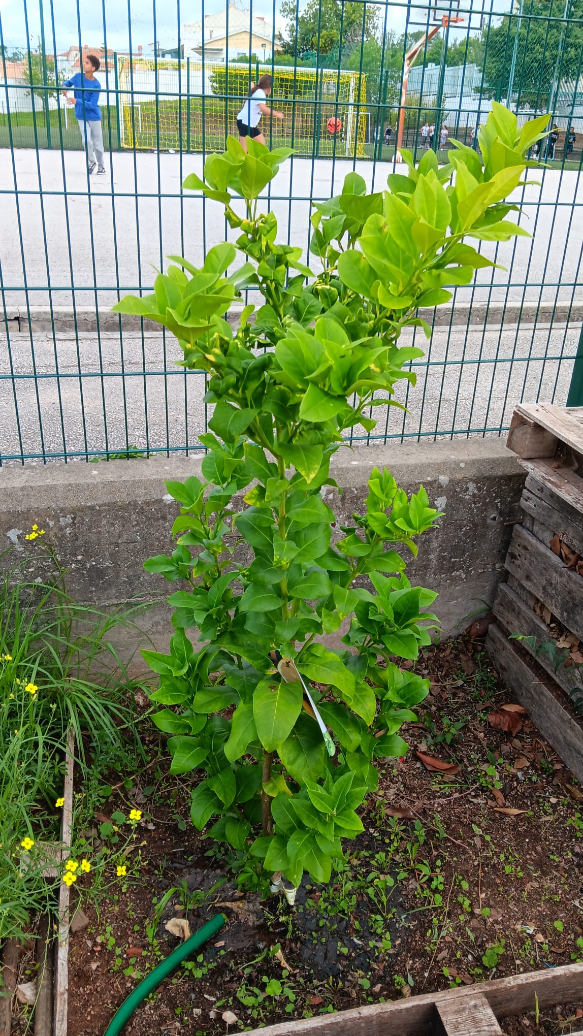 Plantação de um limoeiro.