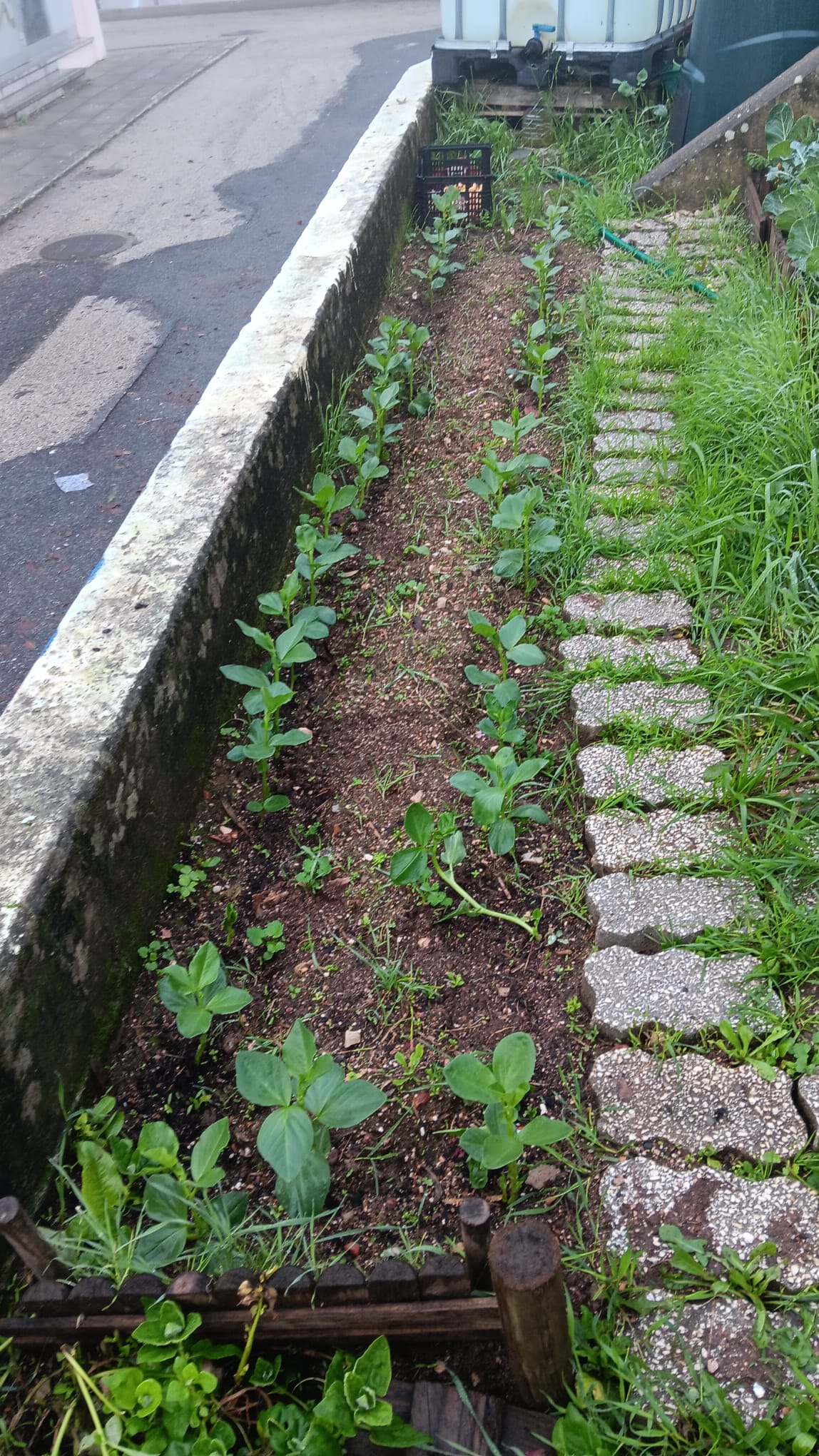 Favas a germinar