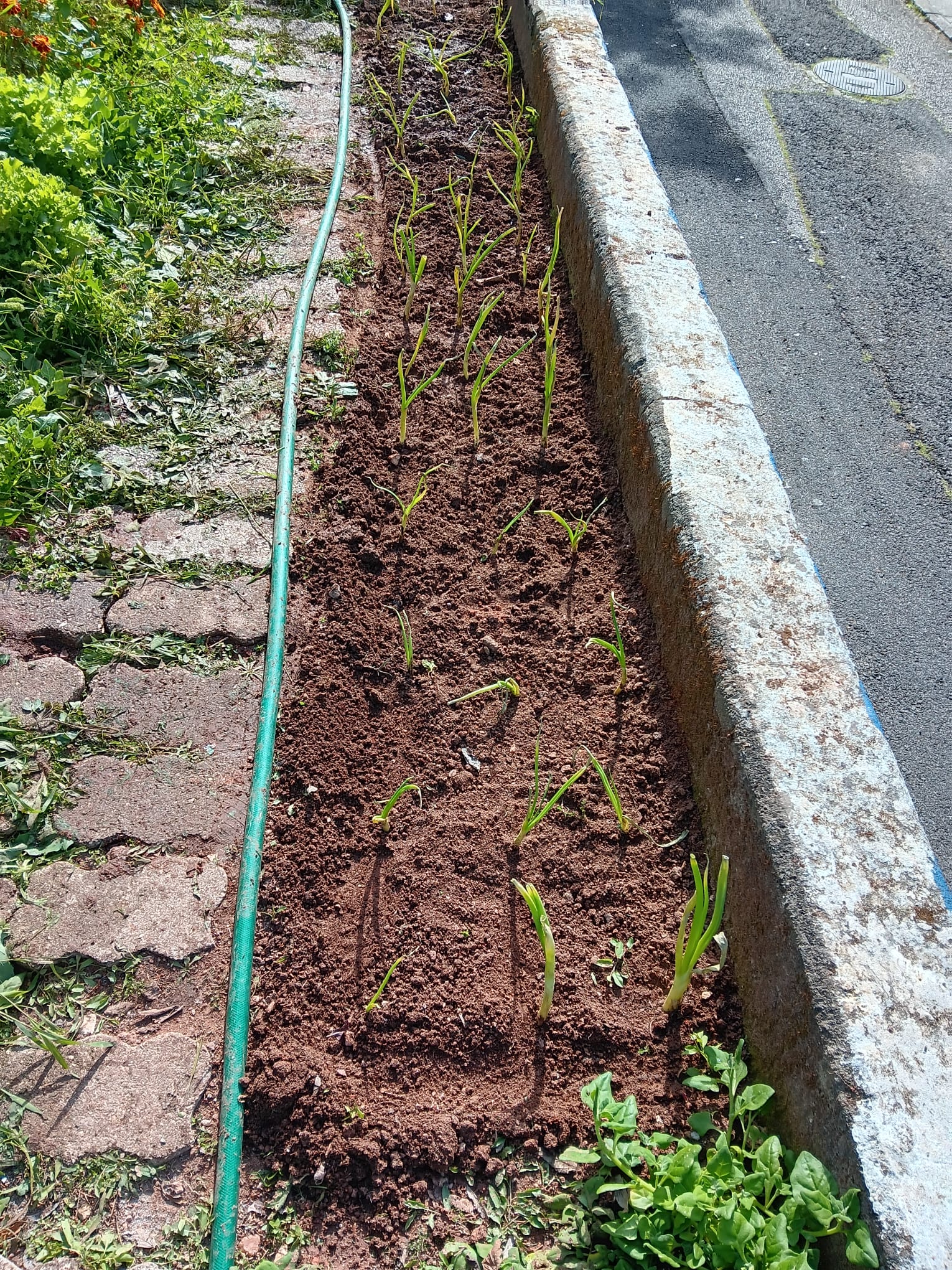 Plantação de cebolo.