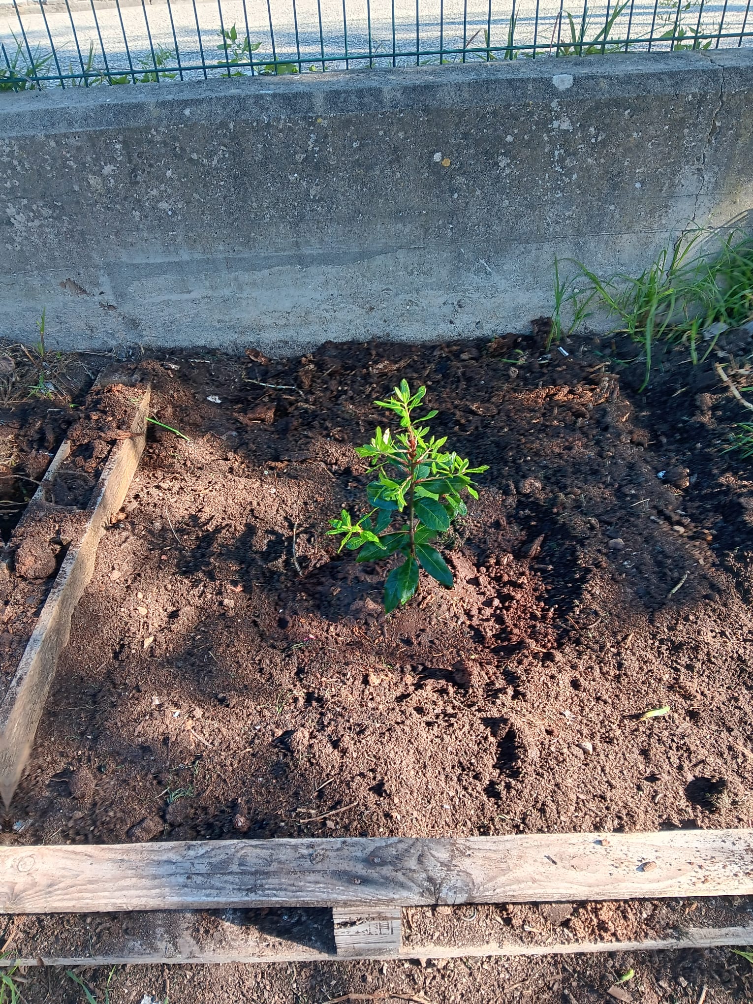 Plantação de um loureiro.