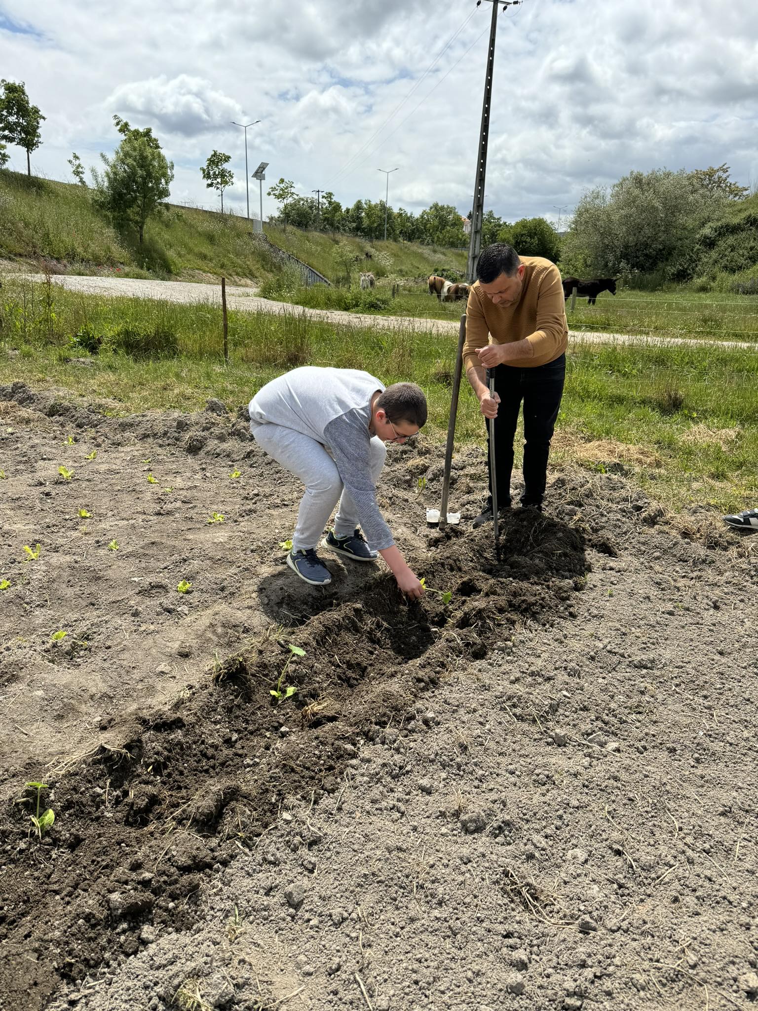 plantação Courgete
