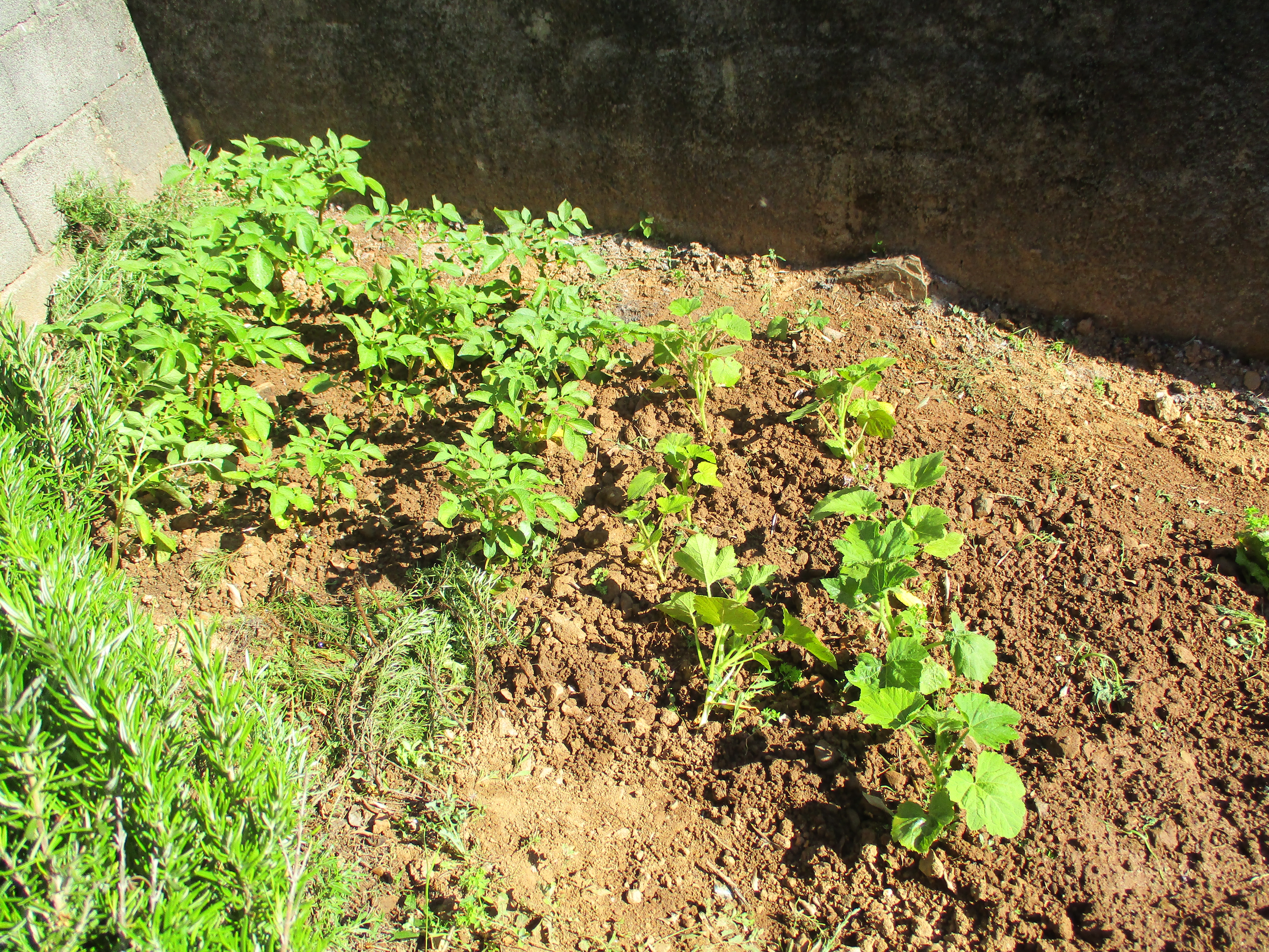 Horta