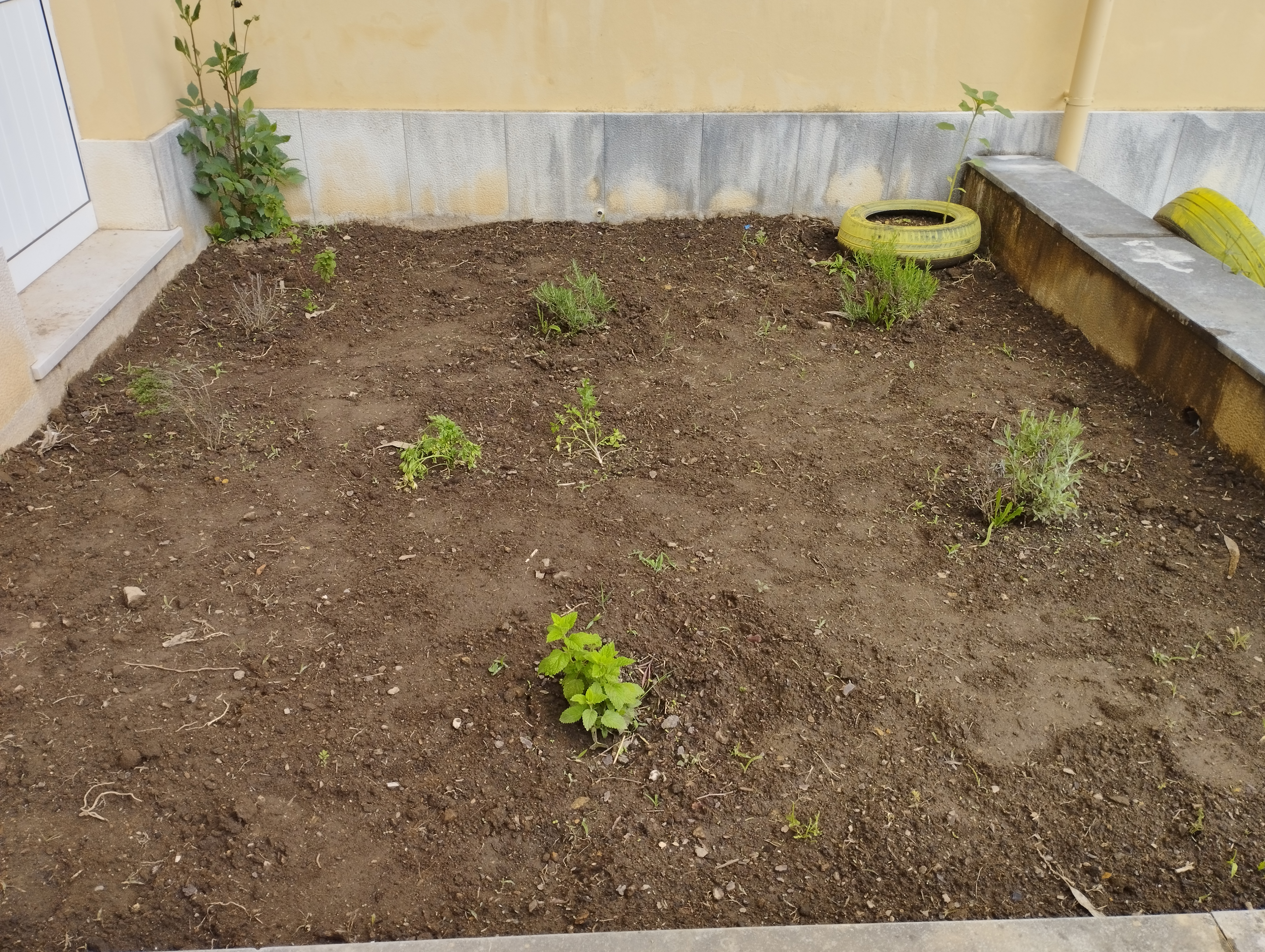 Canteiro das plantas aromáticas