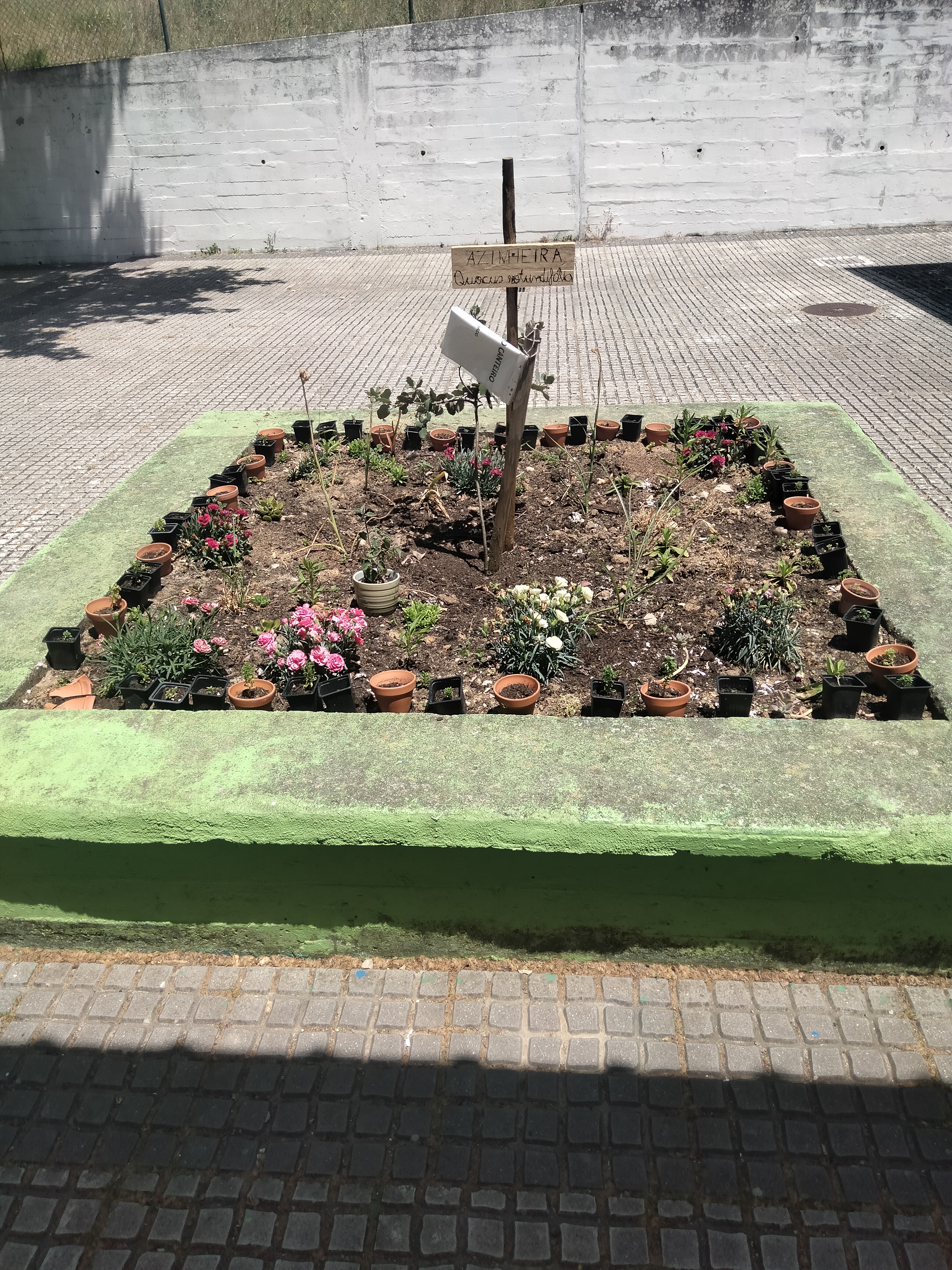 Plantação de uma árvore e de plantas com flor nos canteiros do pátio da escola.