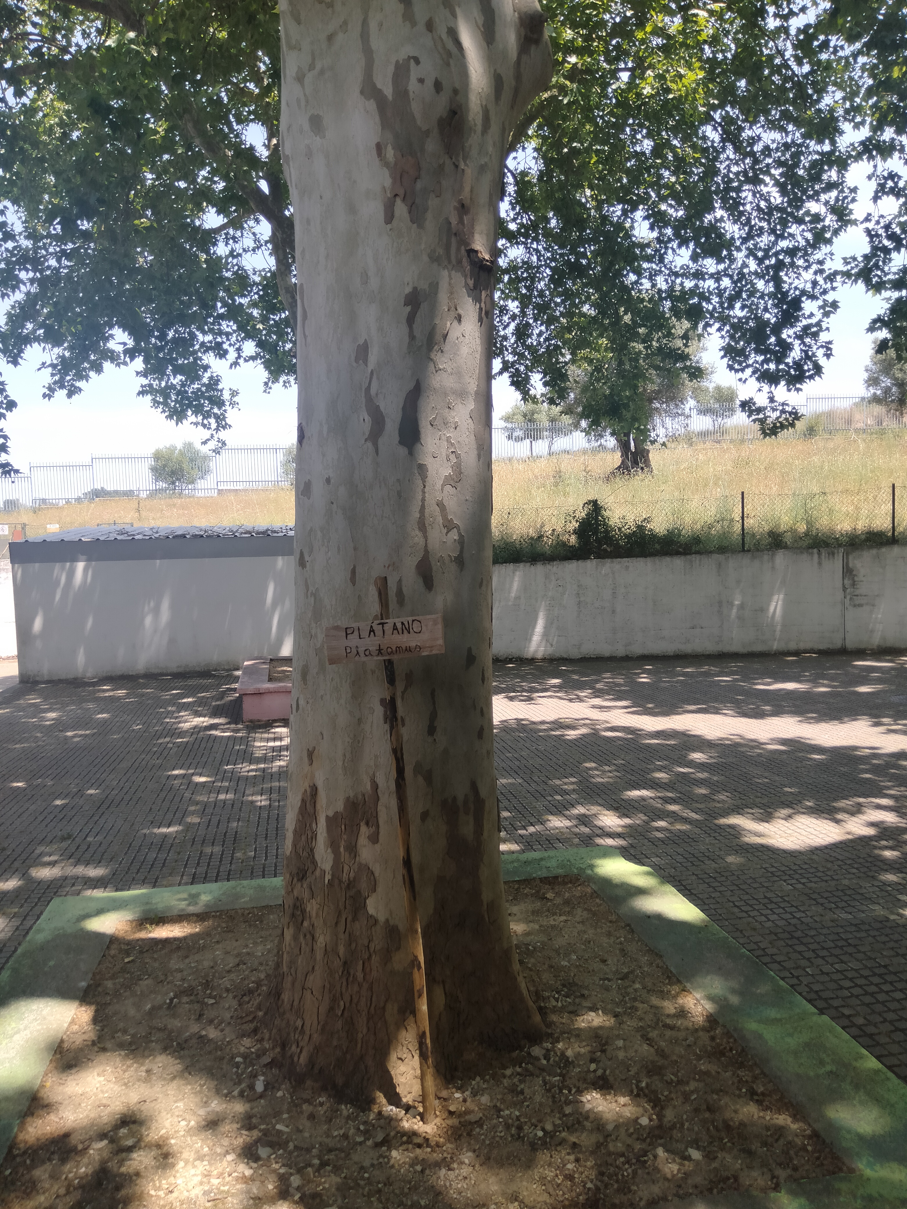 Identificação das espécies vegetais já existentes no pátio da escola.