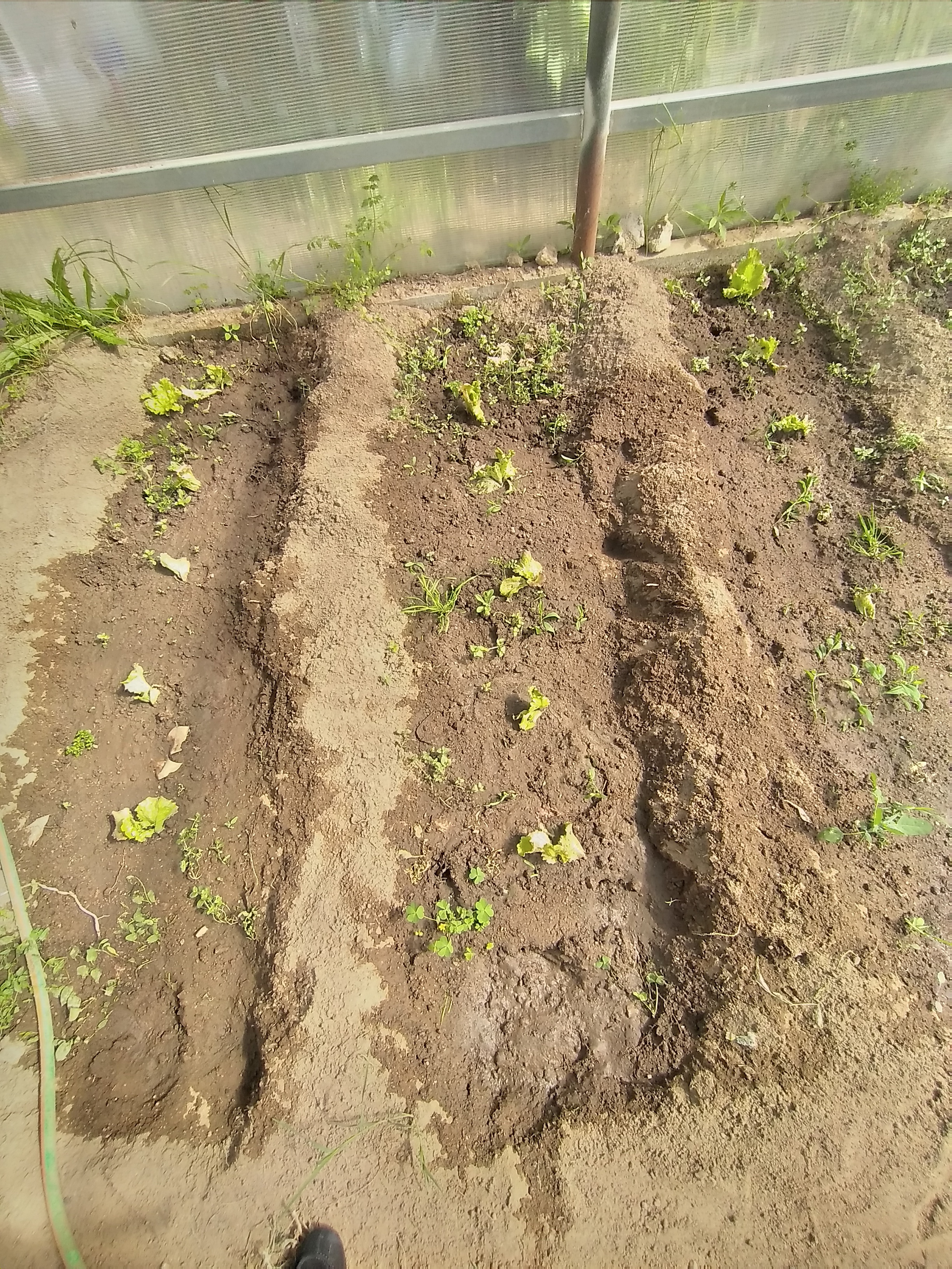Foto 1 – 12 abril – Plantação de alfaces (terceira plantação)