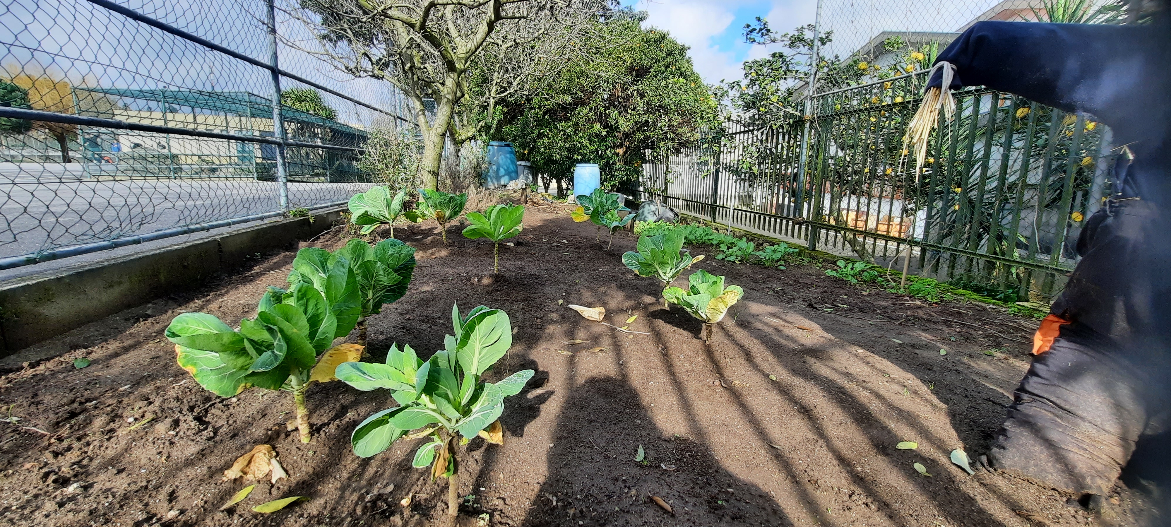 Aspeto geral do espaço da horta