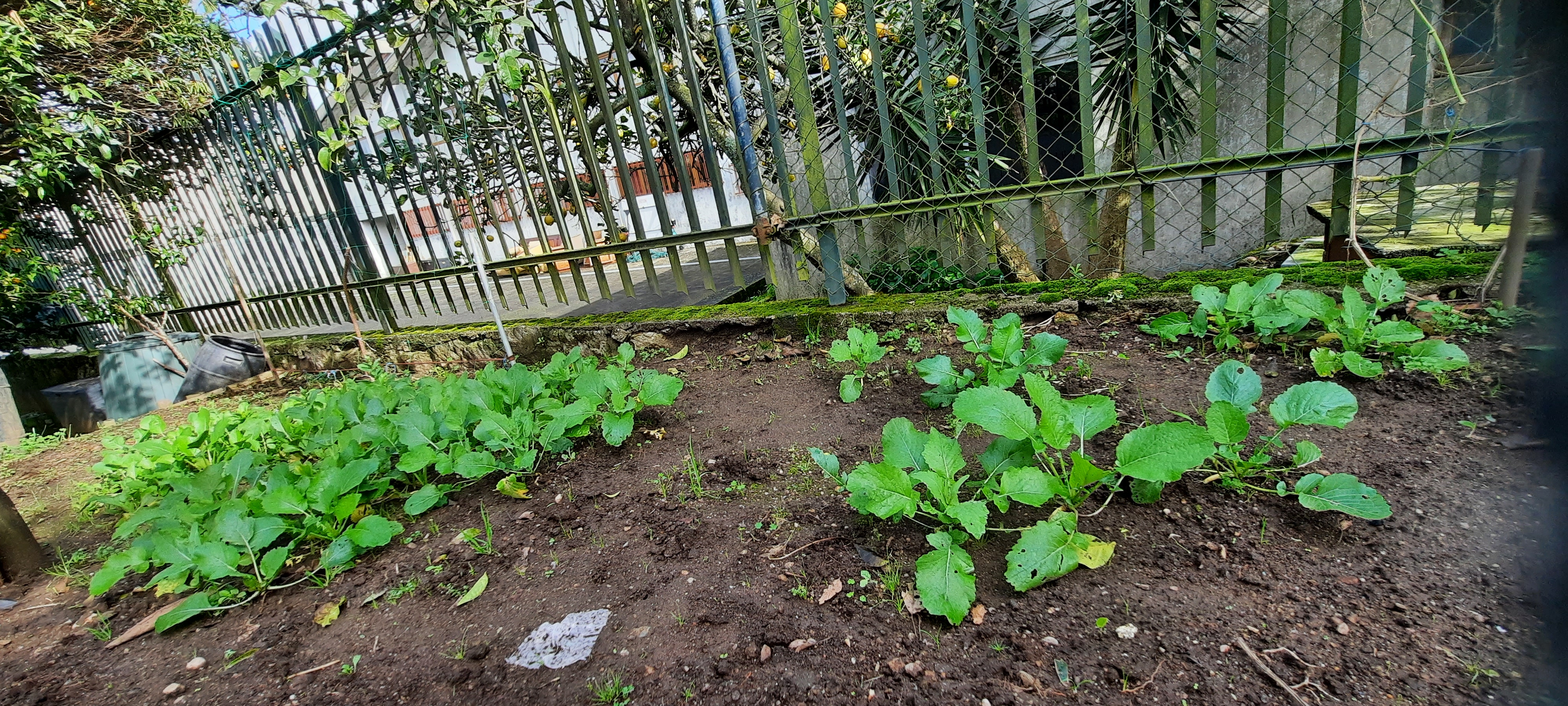 Sementeira de nabiças, realizada em dezembro
